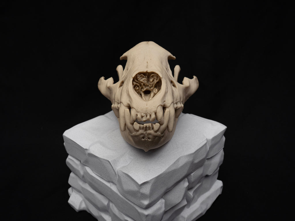 Life Size Hyena Skull Replica – Realistic 3D Printed Bone Model Display