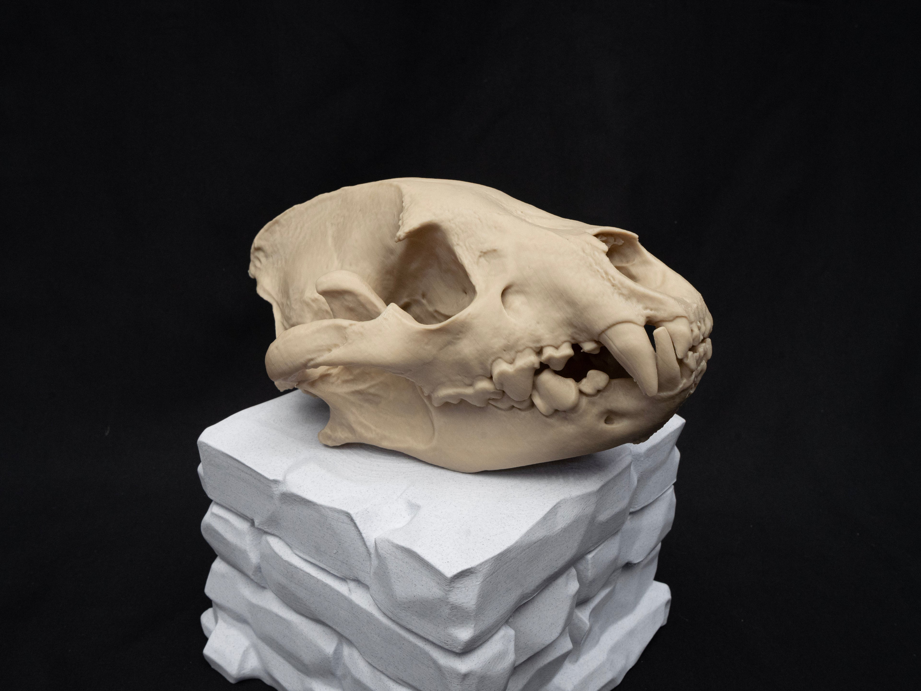 Life Size Hyena Skull Replica – Realistic 3D Printed Bone Model Display