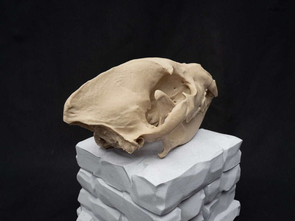 Life Size Hyena Skull Replica – Realistic 3D Printed Bone Model Display