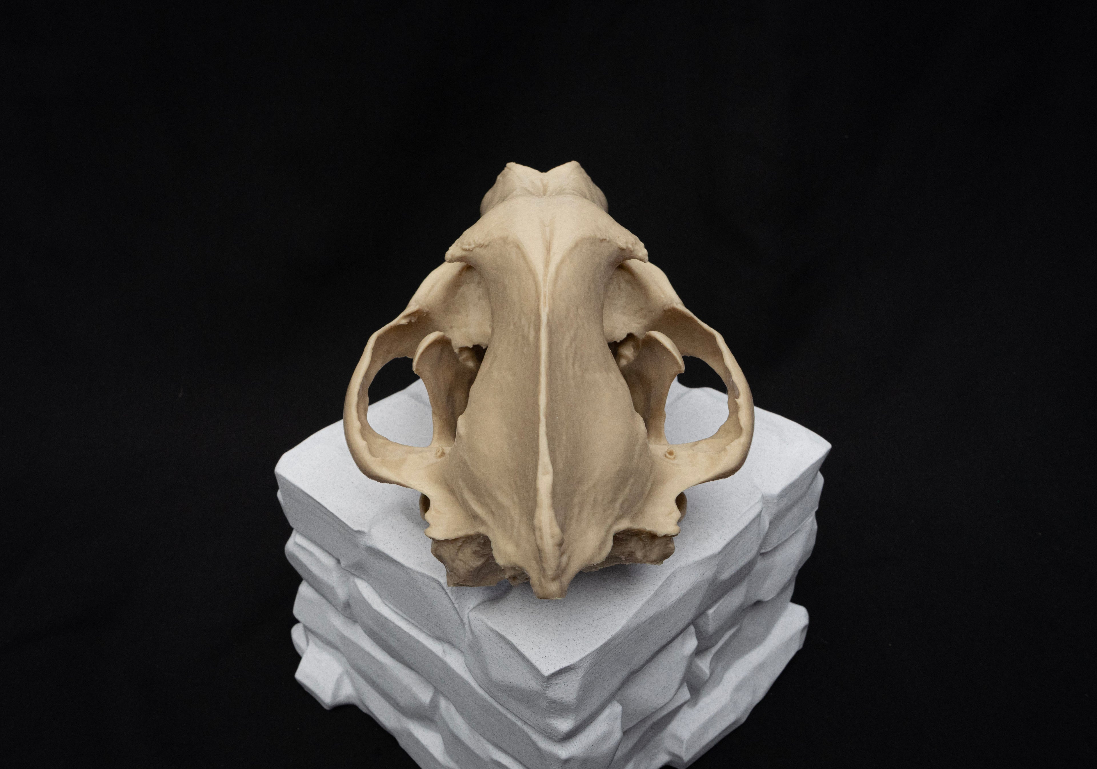 Life Size Hyena Skull Replica – Realistic 3D Printed Bone Model Display