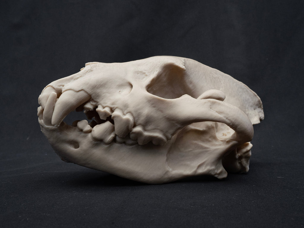 Life Size Hyena Skull Replica – Realistic 3D Printed Bone Model Display
