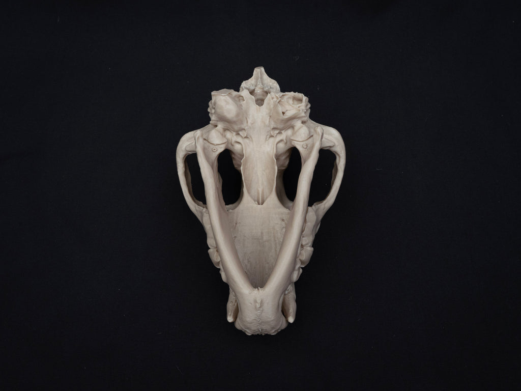 Life Size Hyena Skull Replica – Realistic 3D Printed Bone Model Display