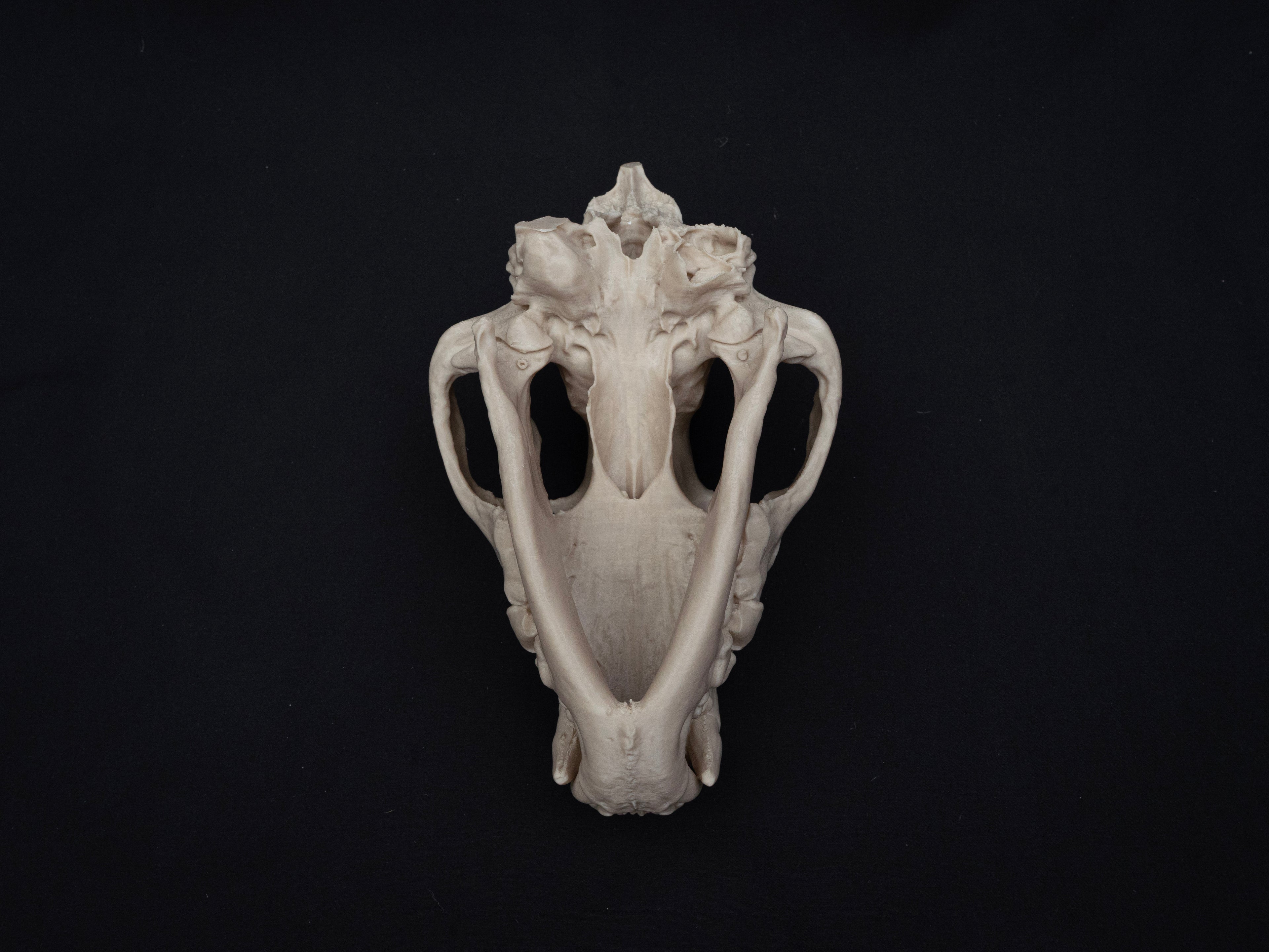 Life Size Hyena Skull Replica – Realistic 3D Printed Bone Model Display