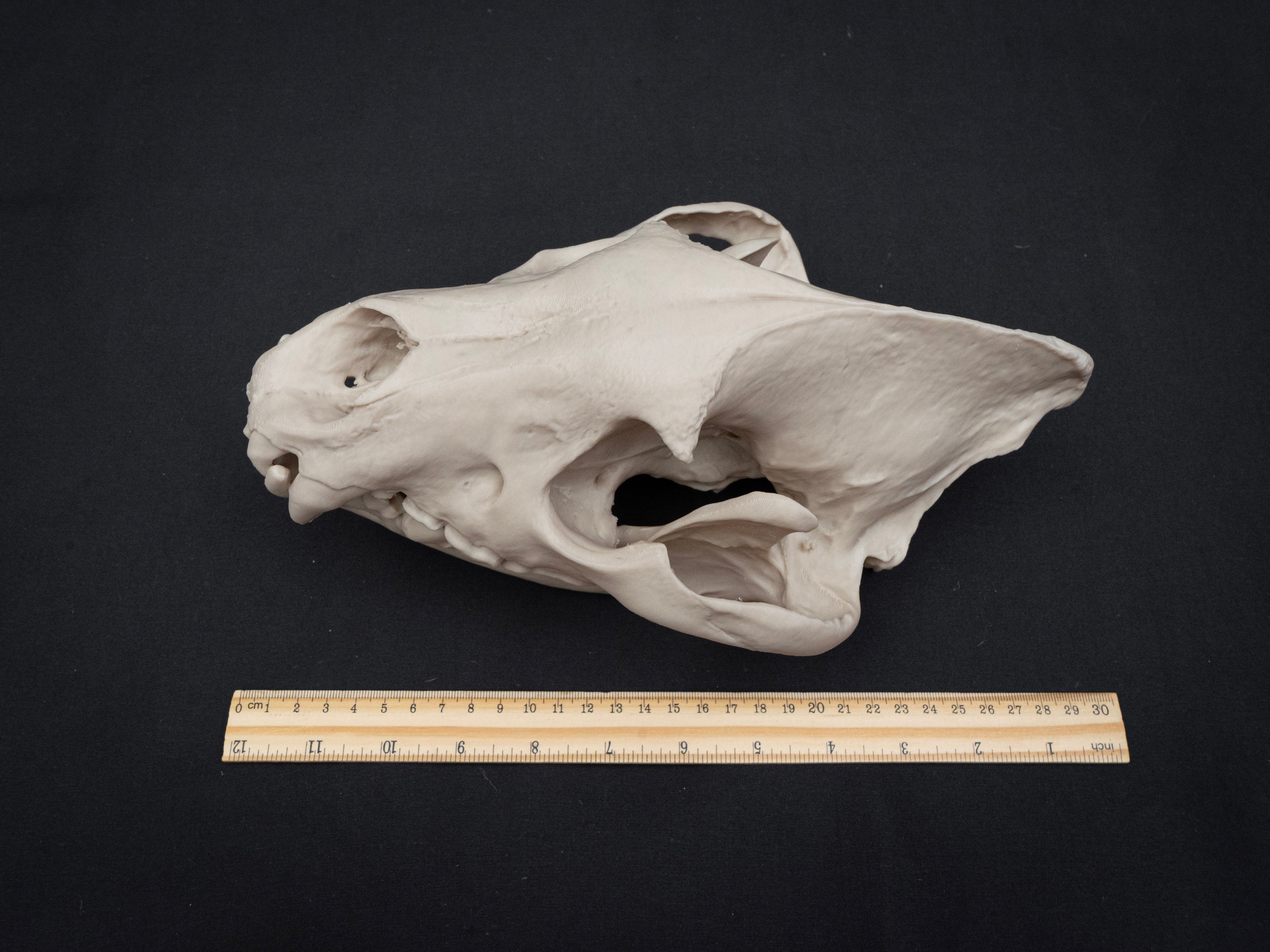 Life Size Hyena Skull Replica – Realistic 3D Printed Bone Model Display