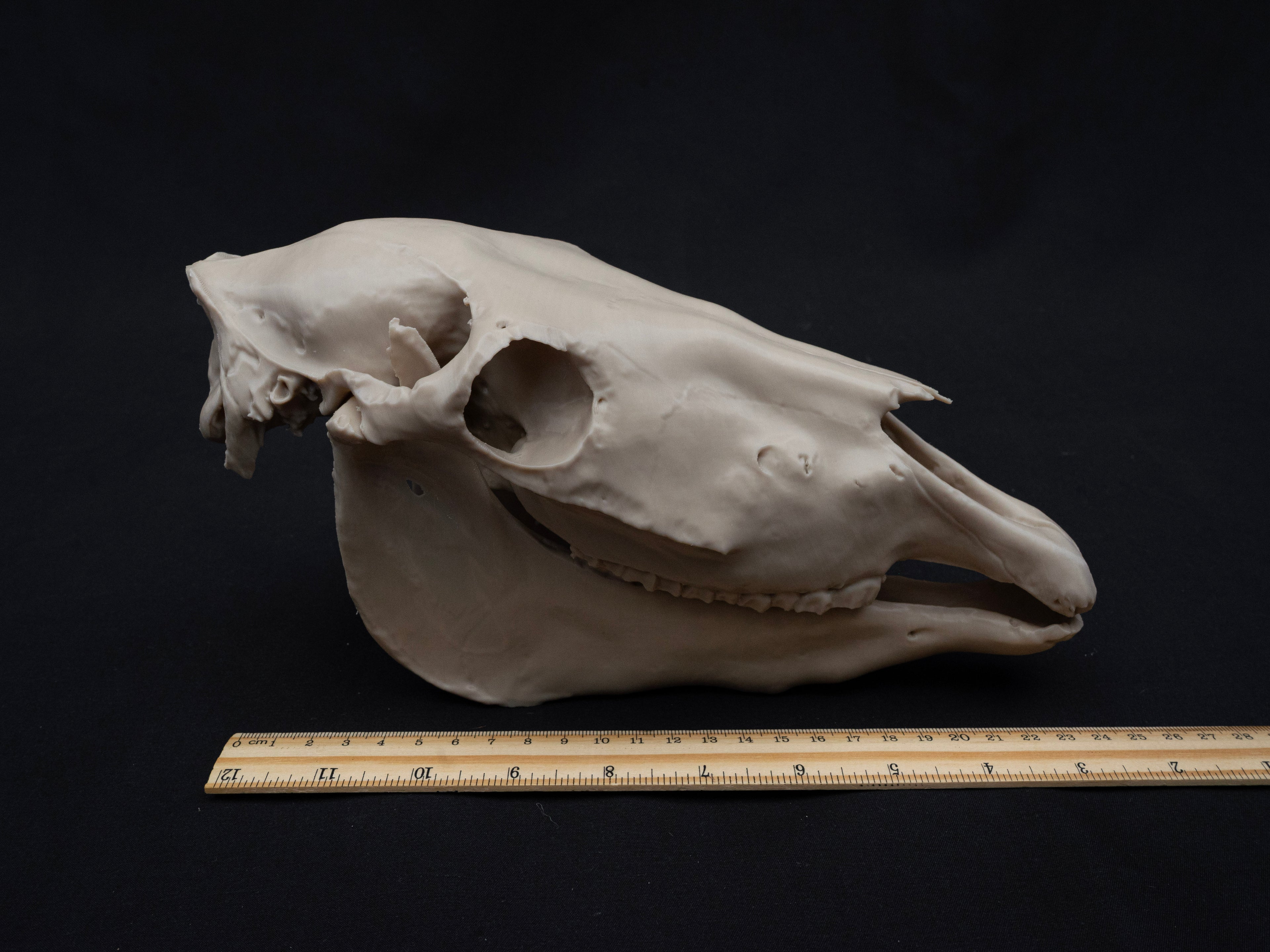 Scaled Down Horse Skull Replica – Realistic 3D Printed Bone Model Display