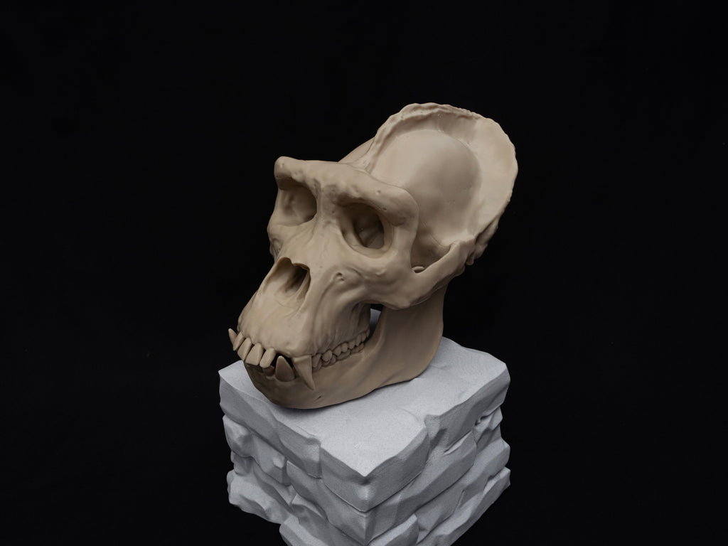 Life Size Gorilla Skull Replica – Realistic 3D Printed Bone Model Display