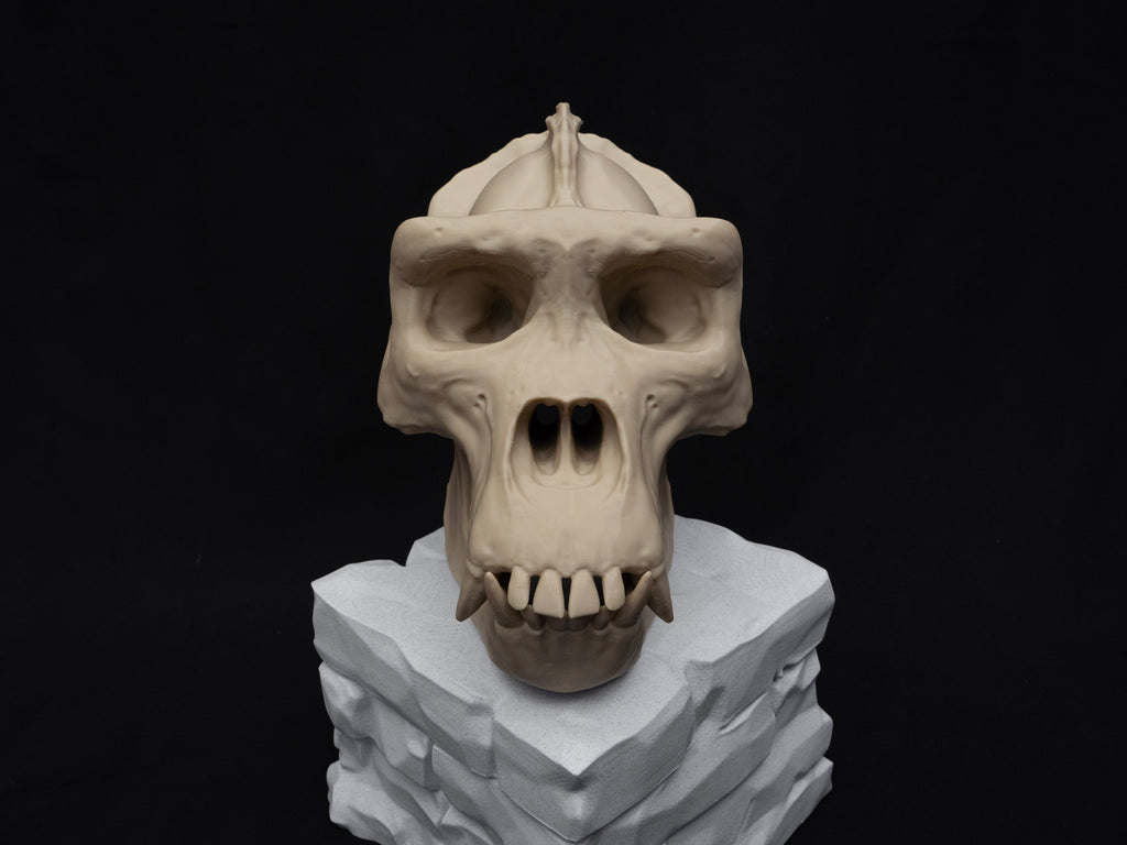 Life Size Gorilla Skull Replica – Realistic 3D Printed Bone Model Display