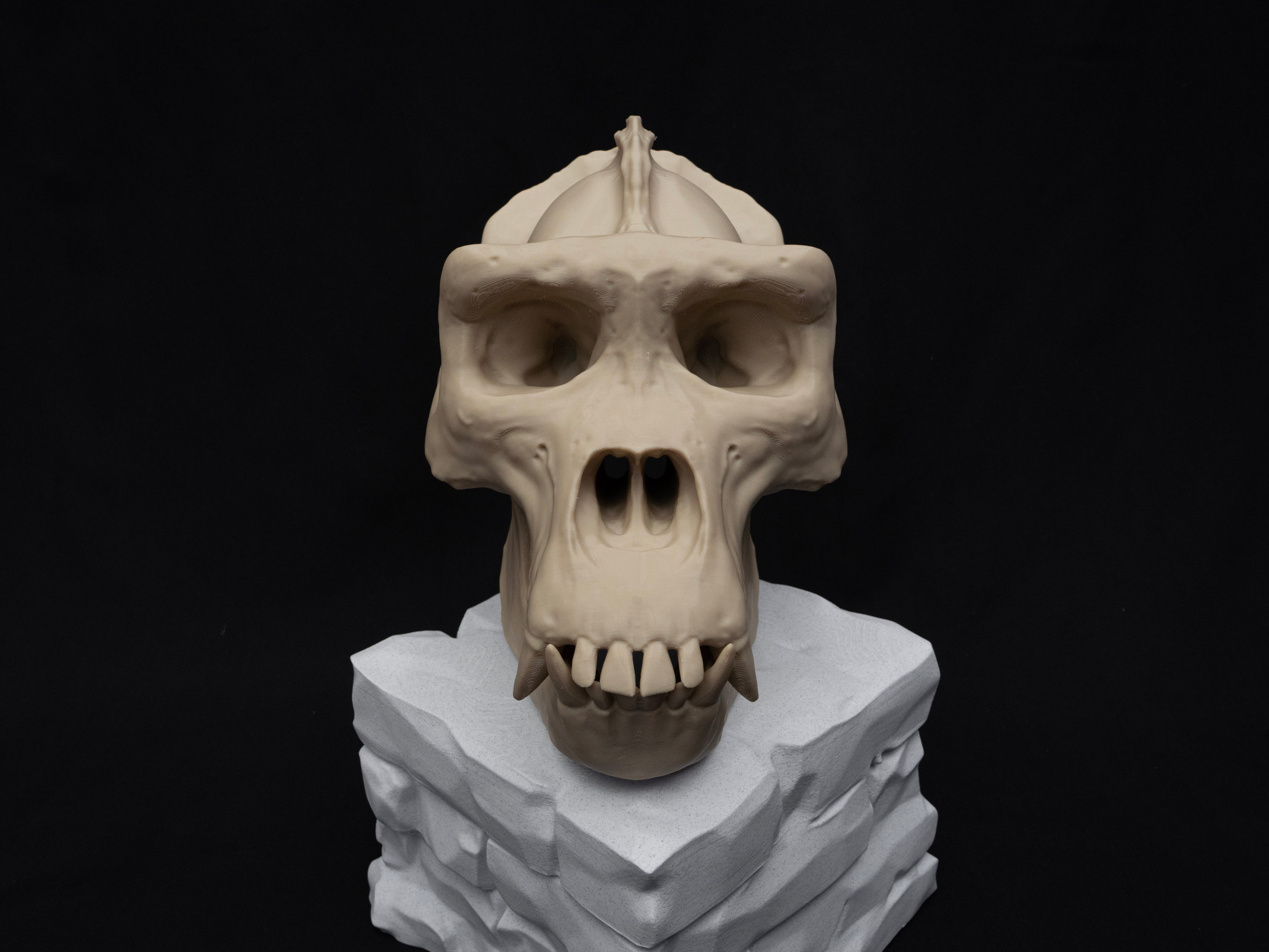 Life Size Gorilla Skull Replica – Realistic 3D Printed Bone Model Display
