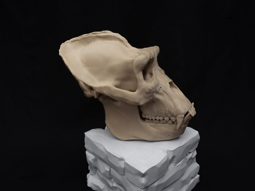 Life Size Gorilla Skull Replica – Realistic 3D Printed Bone Model Display