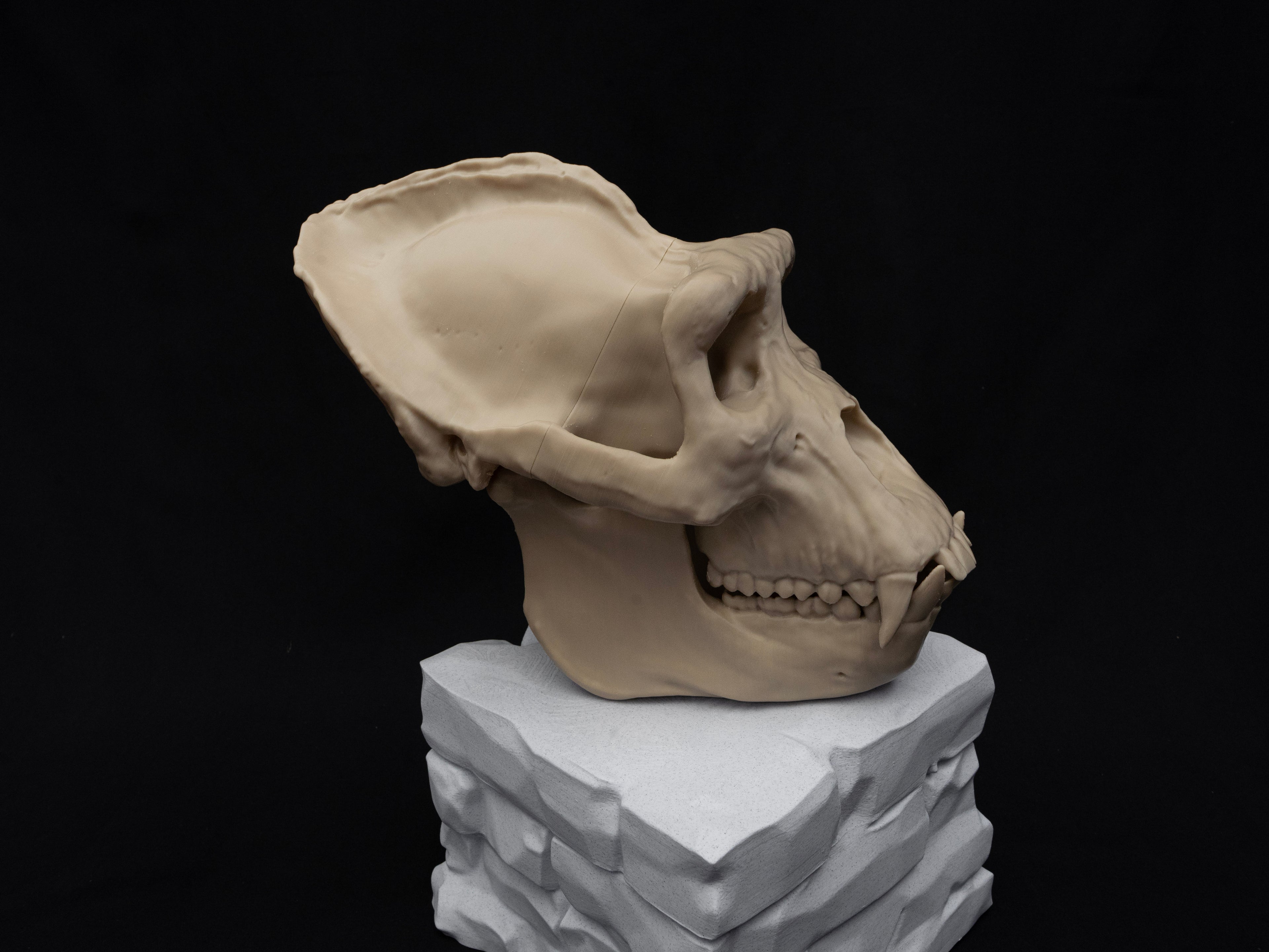 Life Size Gorilla Skull Replica – Realistic 3D Printed Bone Model Display