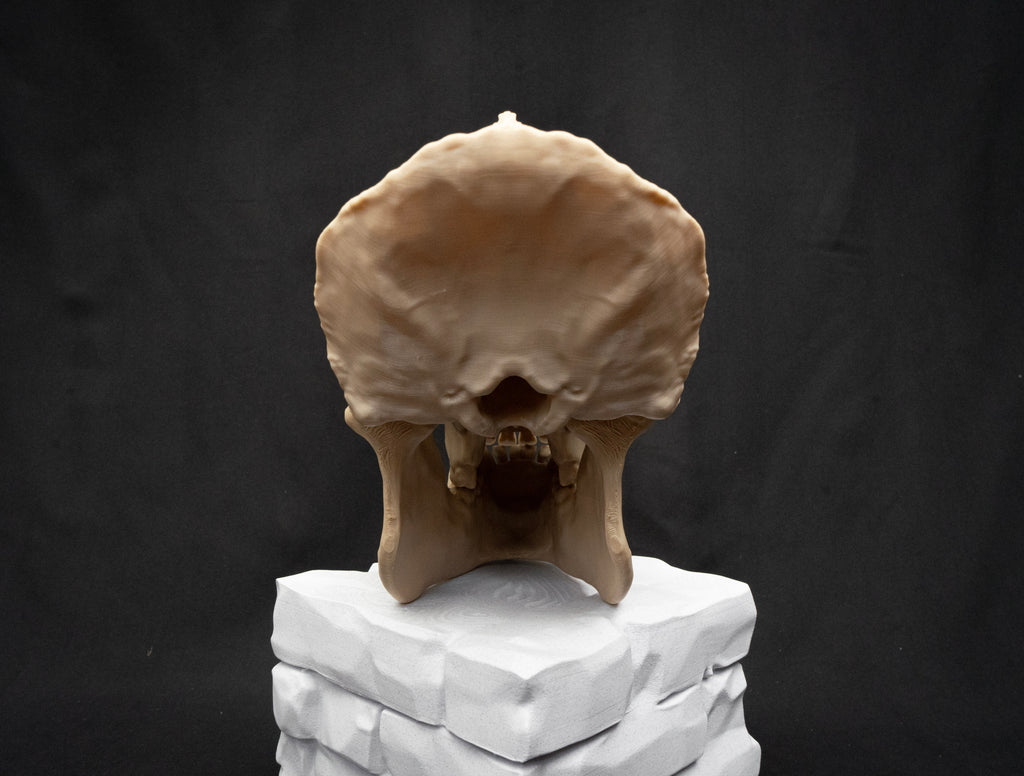 Life Size Gorilla Skull Replica – Realistic 3D Printed Bone Model Display