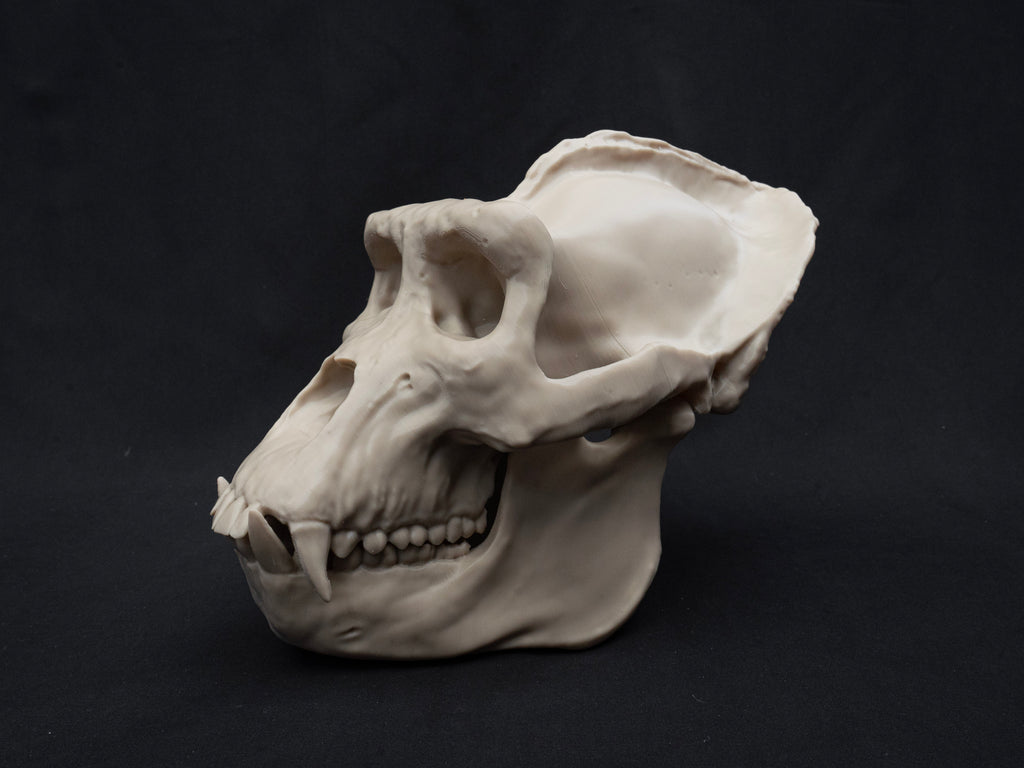 Life Size Gorilla Skull Replica – Realistic 3D Printed Bone Model Display