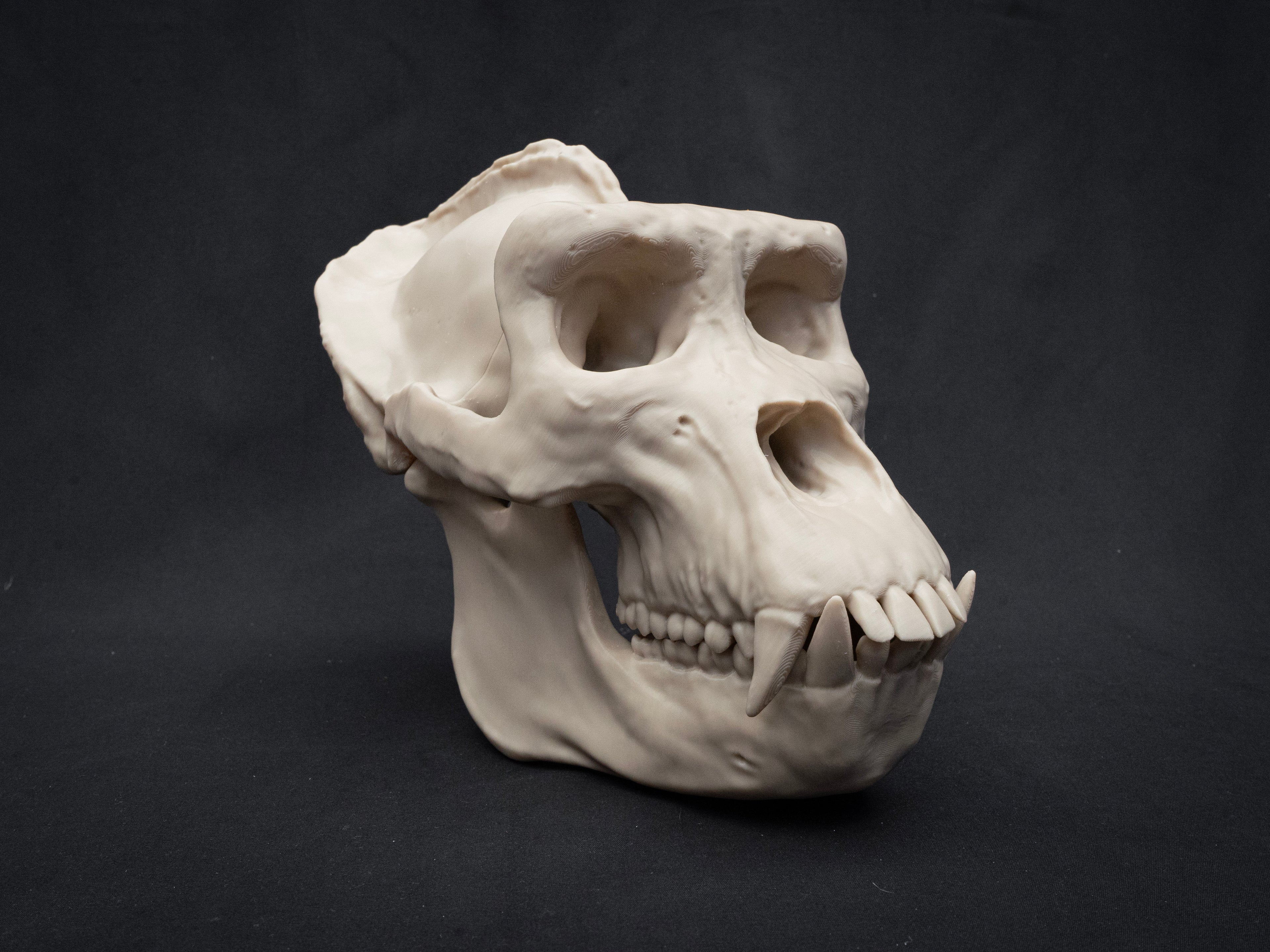 Life Size Gorilla Skull Replica – Realistic 3D Printed Bone Model Display