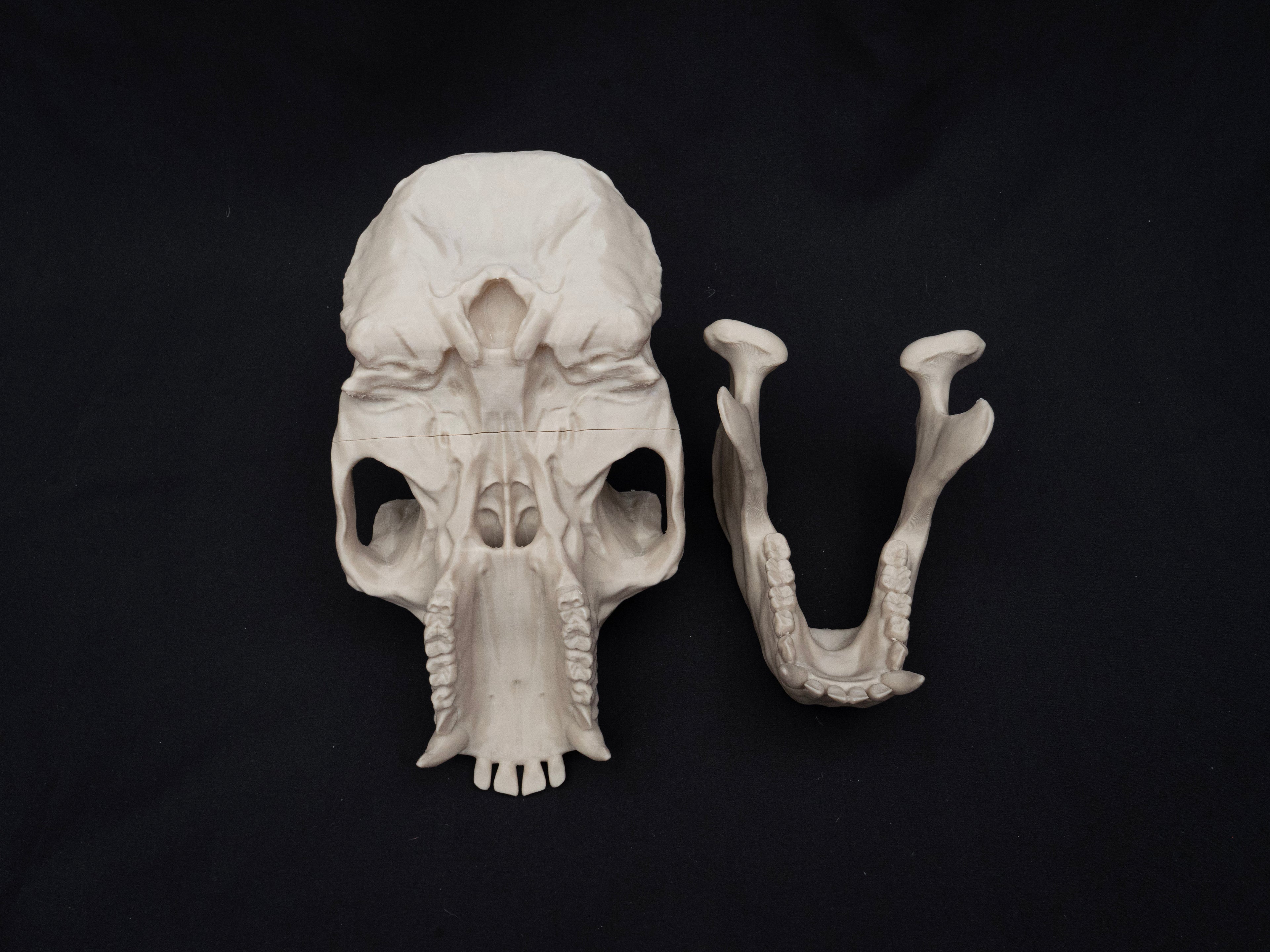 Life Size Gorilla Skull Replica – Realistic 3D Printed Bone Model Display