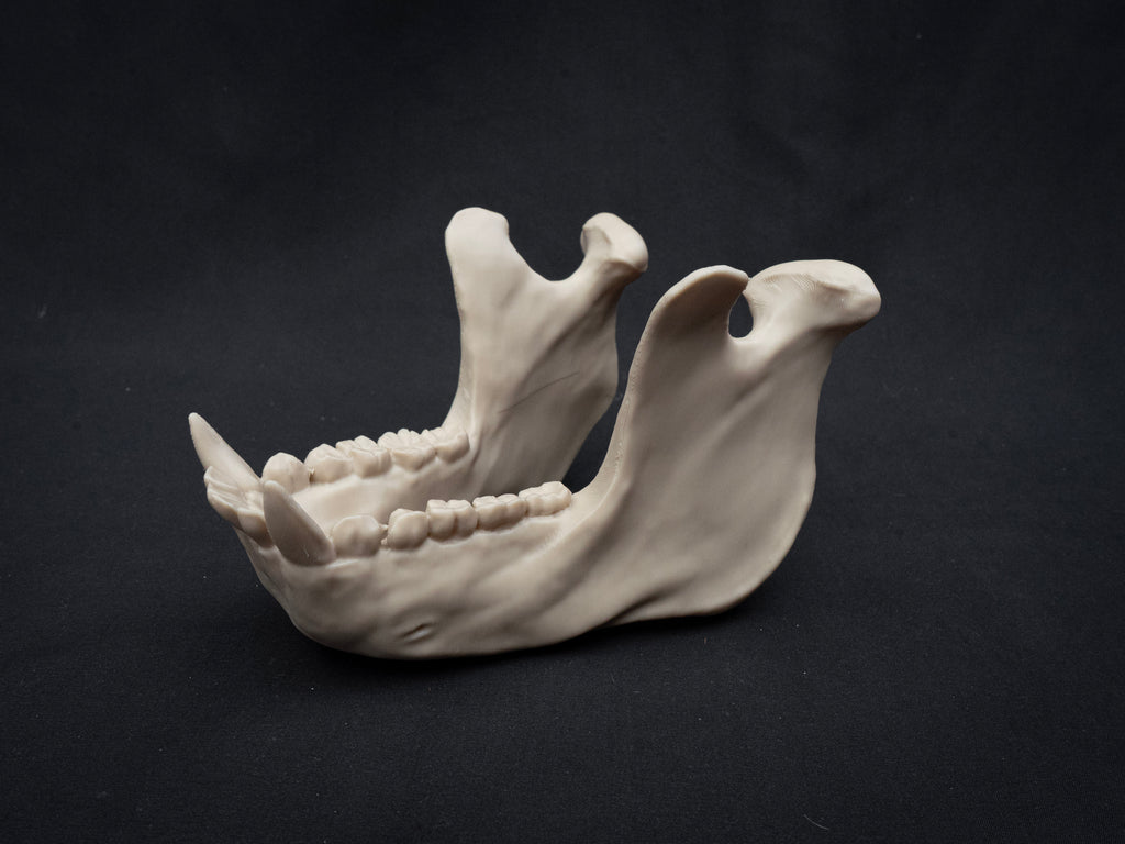 Life Size Gorilla Skull Replica – Realistic 3D Printed Bone Model Display