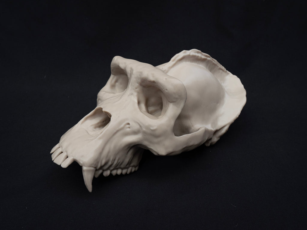 Life Size Gorilla Skull Replica – Realistic 3D Printed Bone Model Display