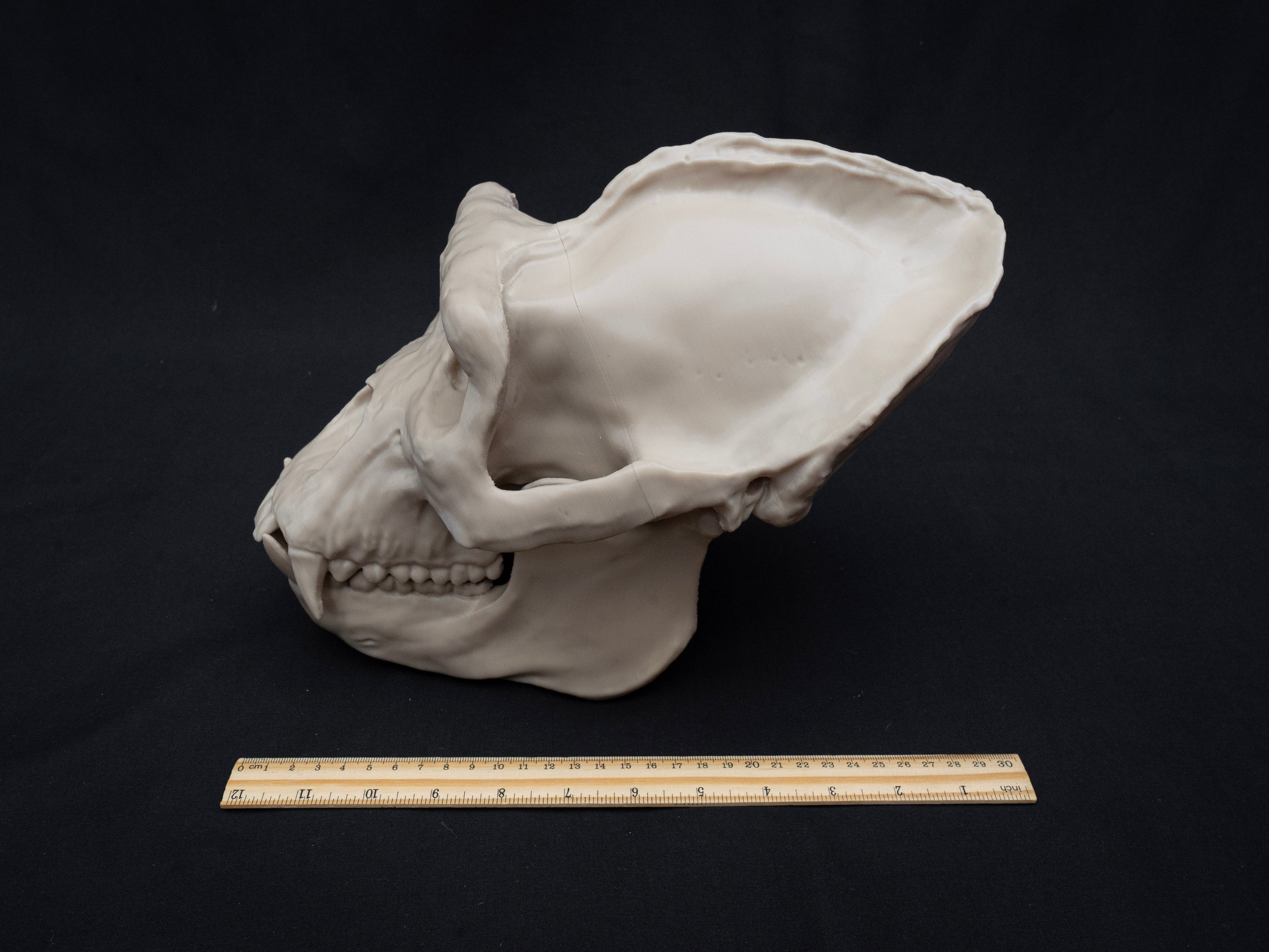 Life Size Gorilla Skull Replica – Realistic 3D Printed Bone Model Display