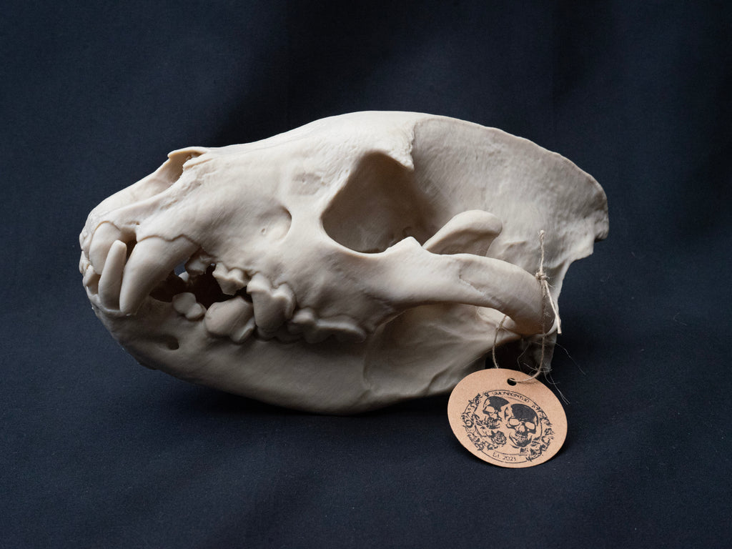 Life Size Hyena Skull Replica – Realistic 3D Printed Bone Model Display