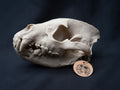 Life Size Hyena Skull Replica – Realistic 3D Printed Bone Model Display