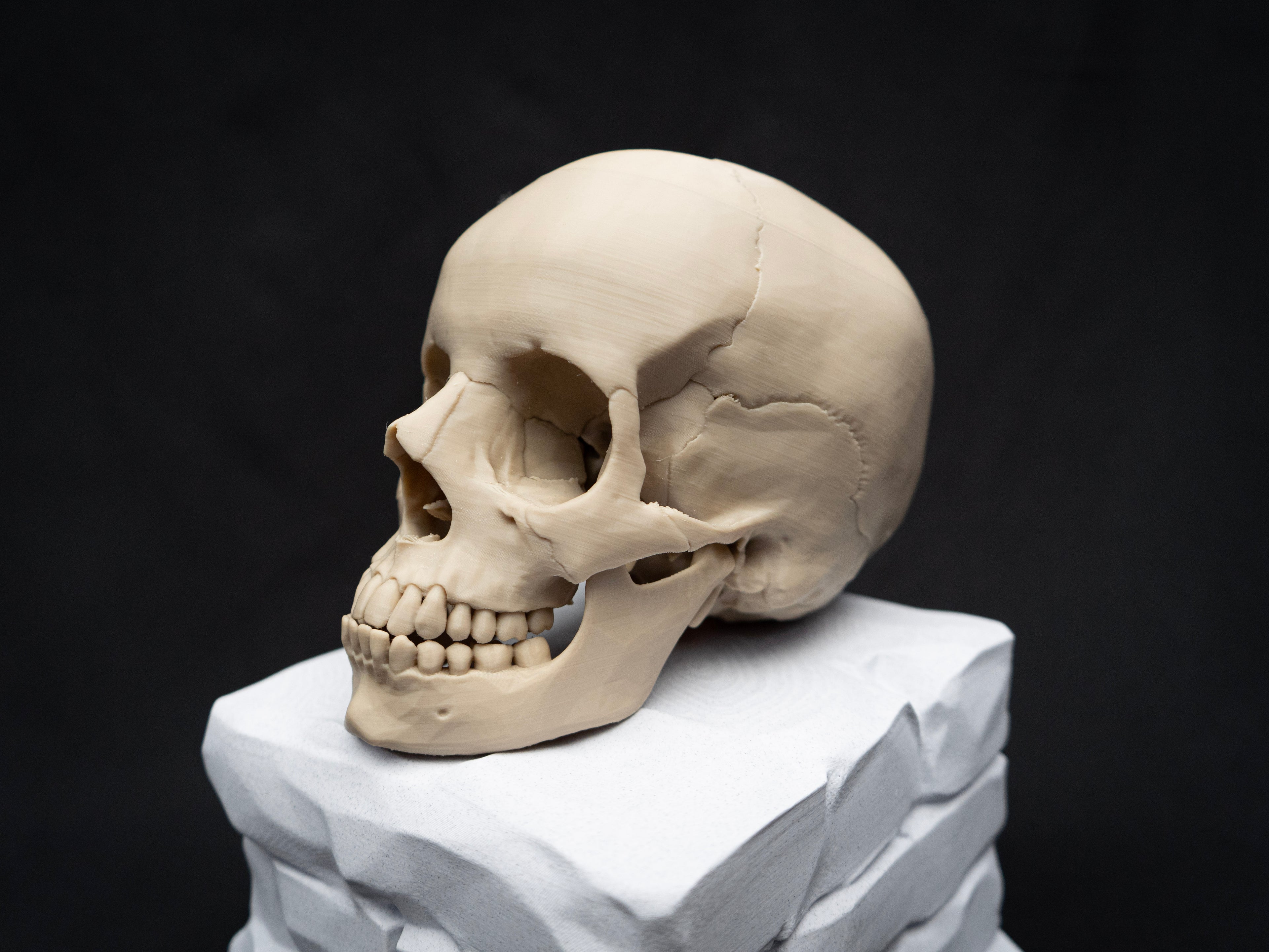 Life Size Human Skull Replica – Realistic 3D Printed Bone Model for Display