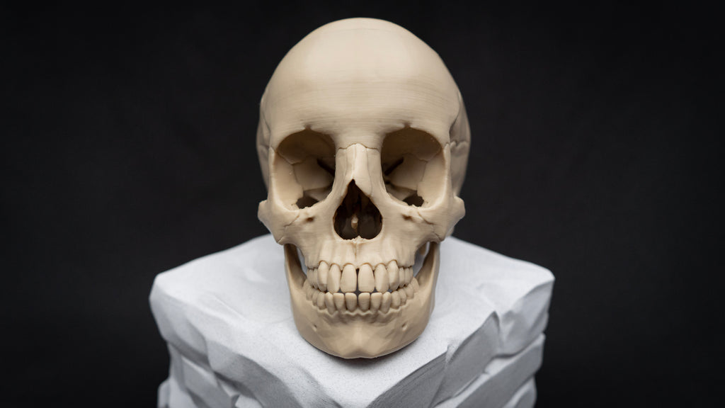Life Size Human Skull Replica – Realistic 3D Printed Bone Model for Display