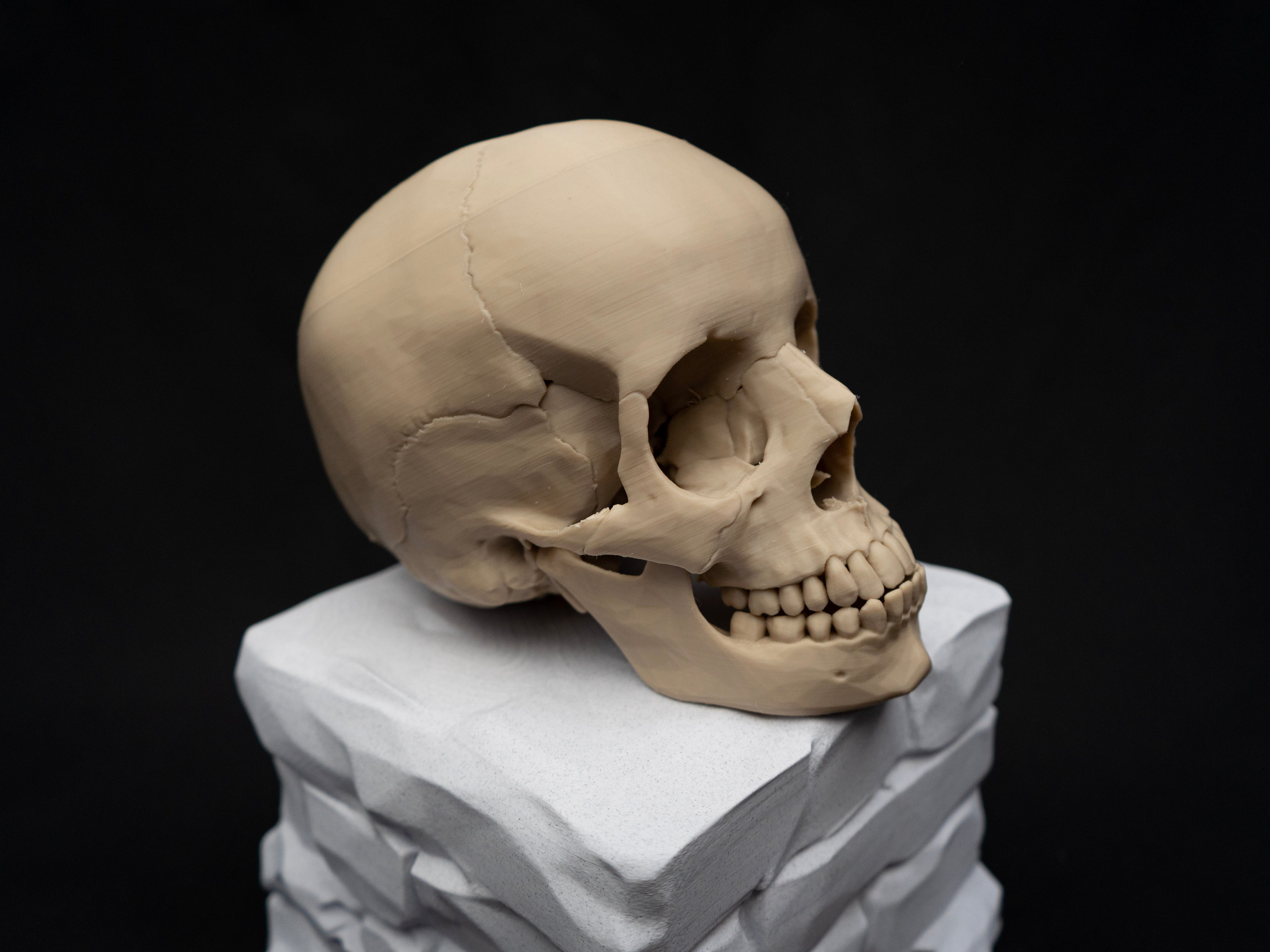 Life Size Human Skull Replica – Realistic 3D Printed Bone Model for Display