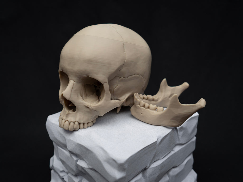 Life Size Human Skull Replica – Realistic 3D Printed Bone Model for Display