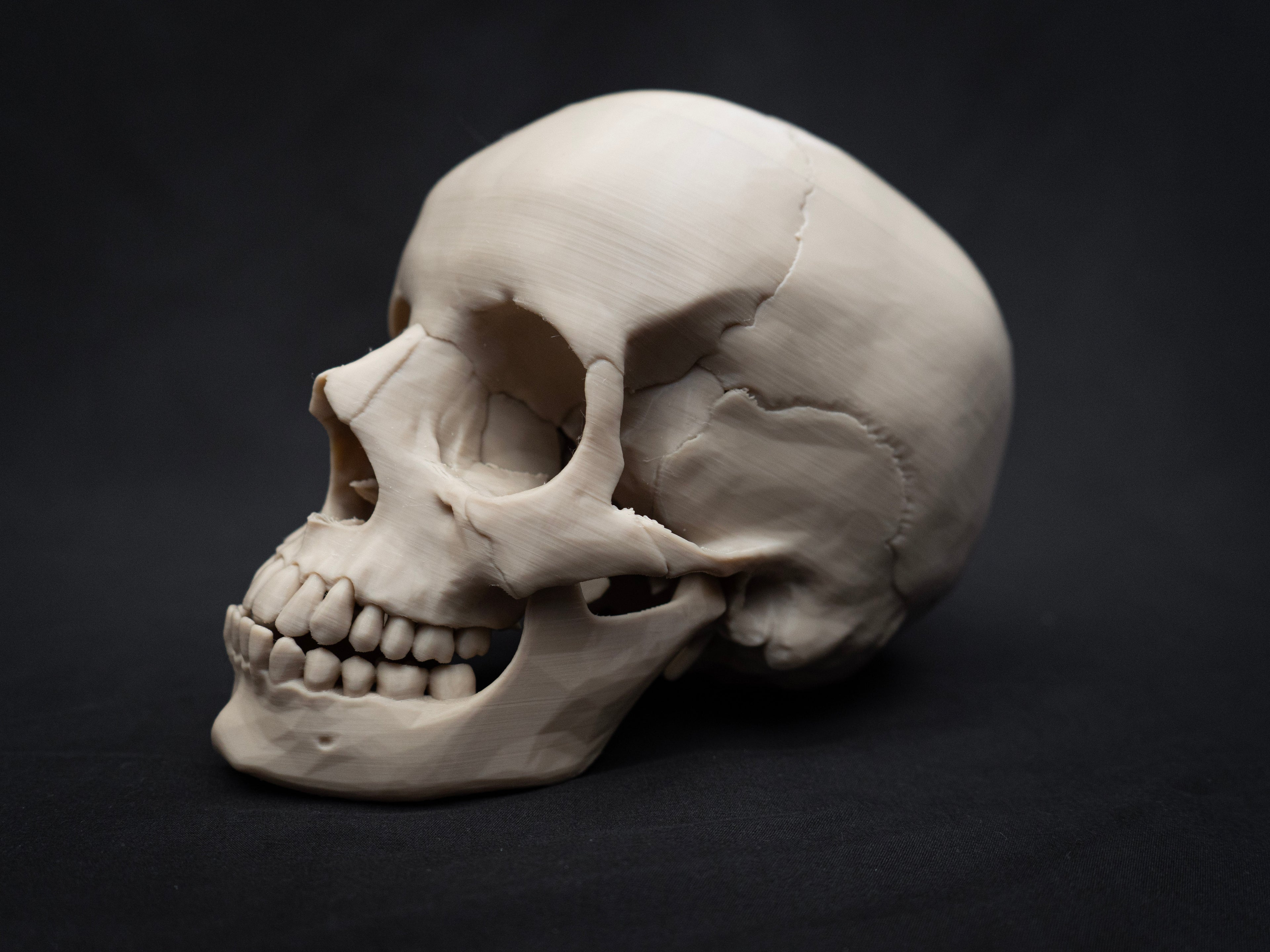 Life Size Human Skull Replica – Realistic 3D Printed Bone Model for Display