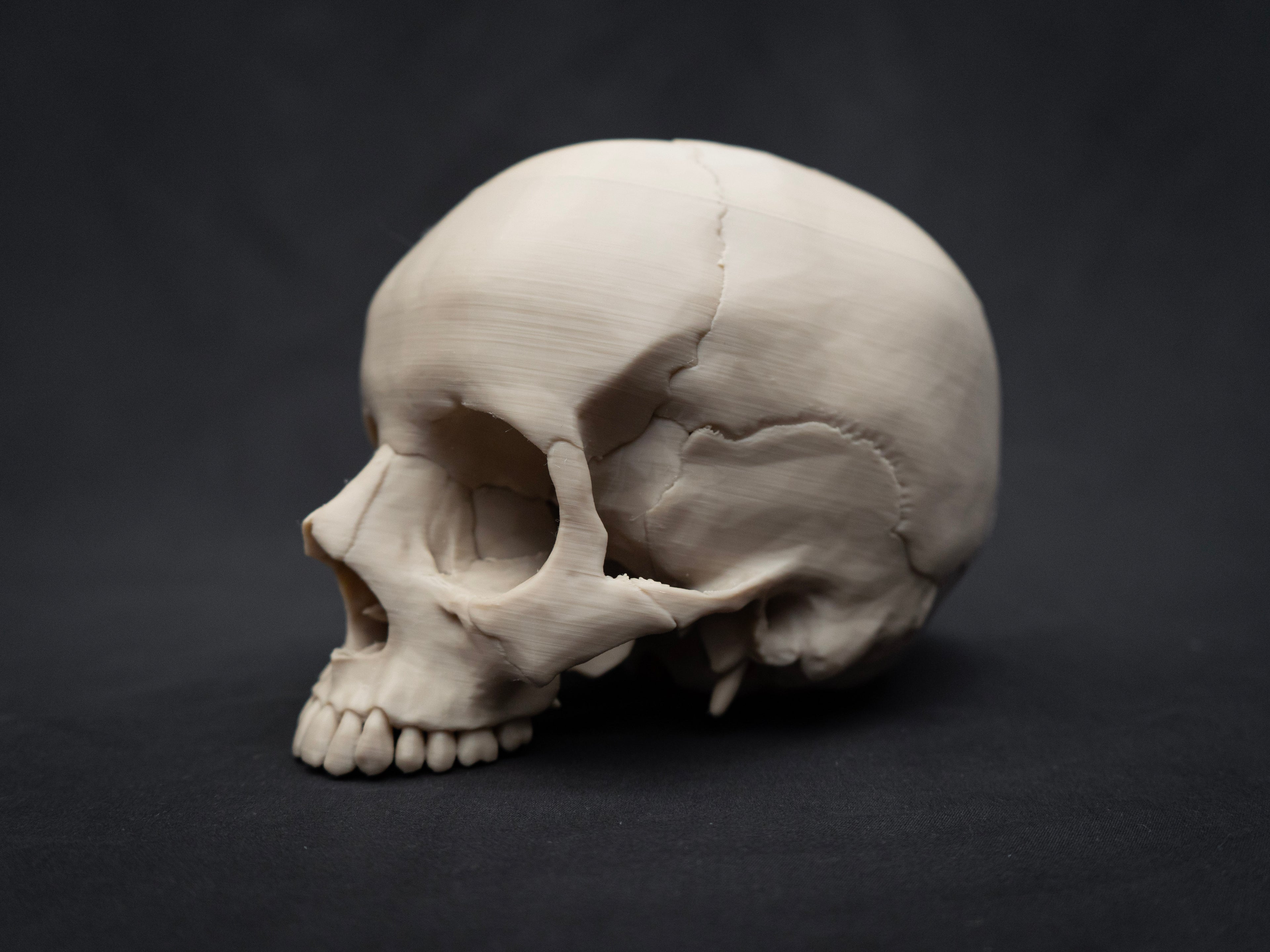 Life Size Human Skull Replica – Realistic 3D Printed Bone Model for Display