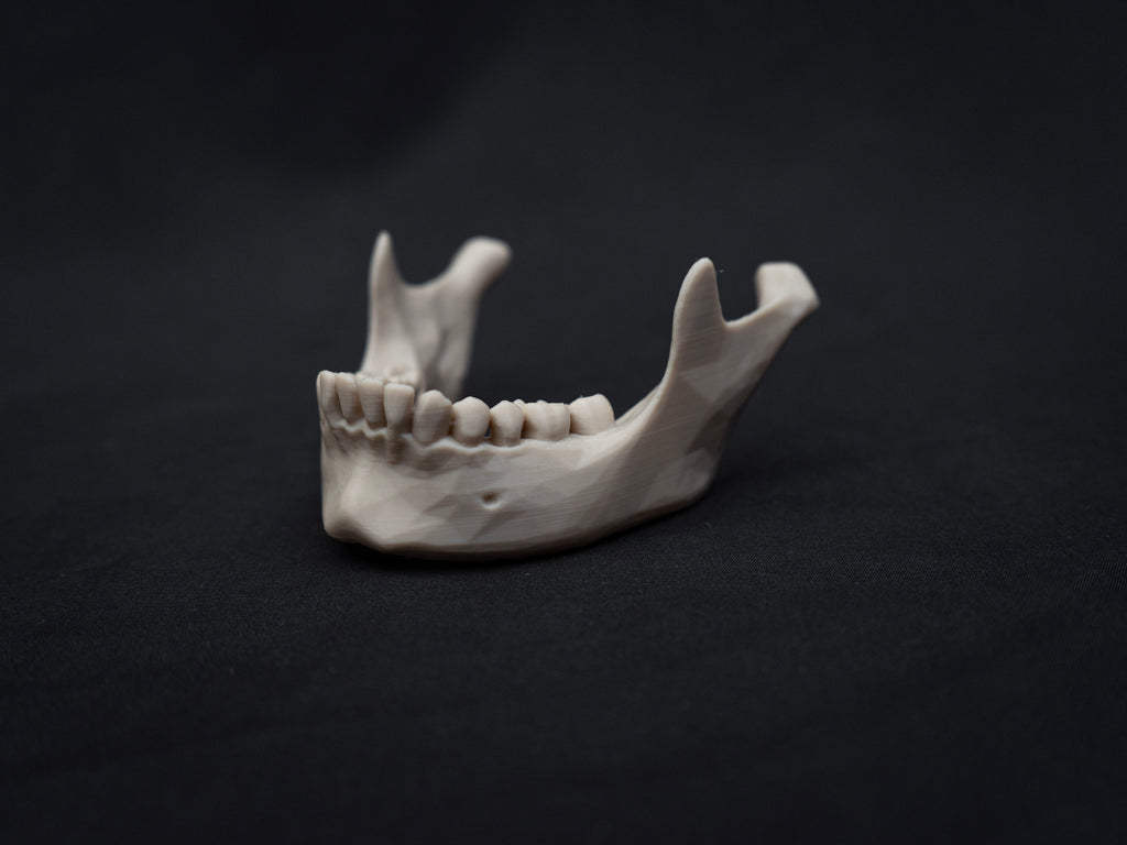 Life Size Human Skull Replica – Realistic 3D Printed Bone Model for Display