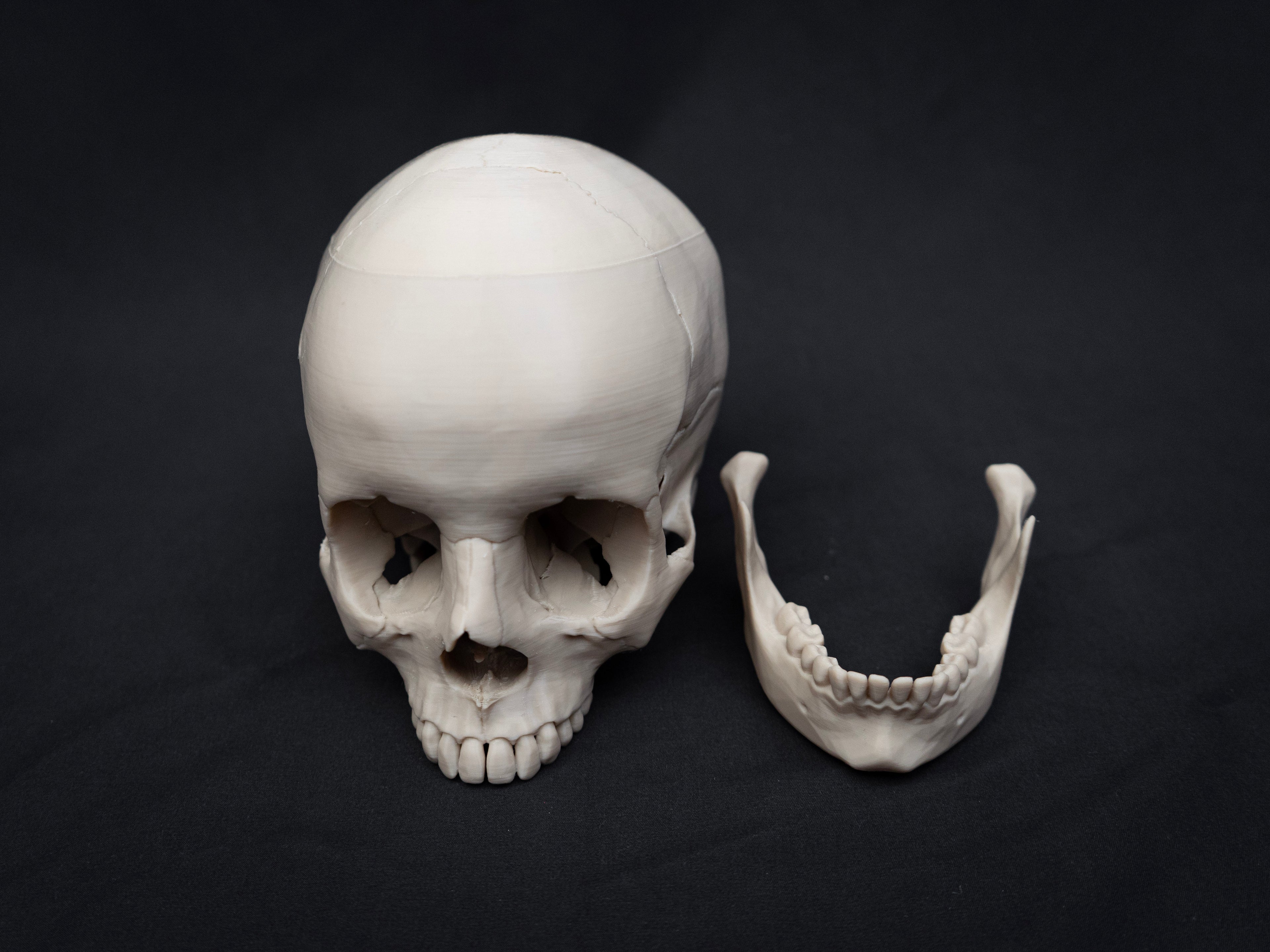 Life Size Human Skull Replica – Realistic 3D Printed Bone Model for Display