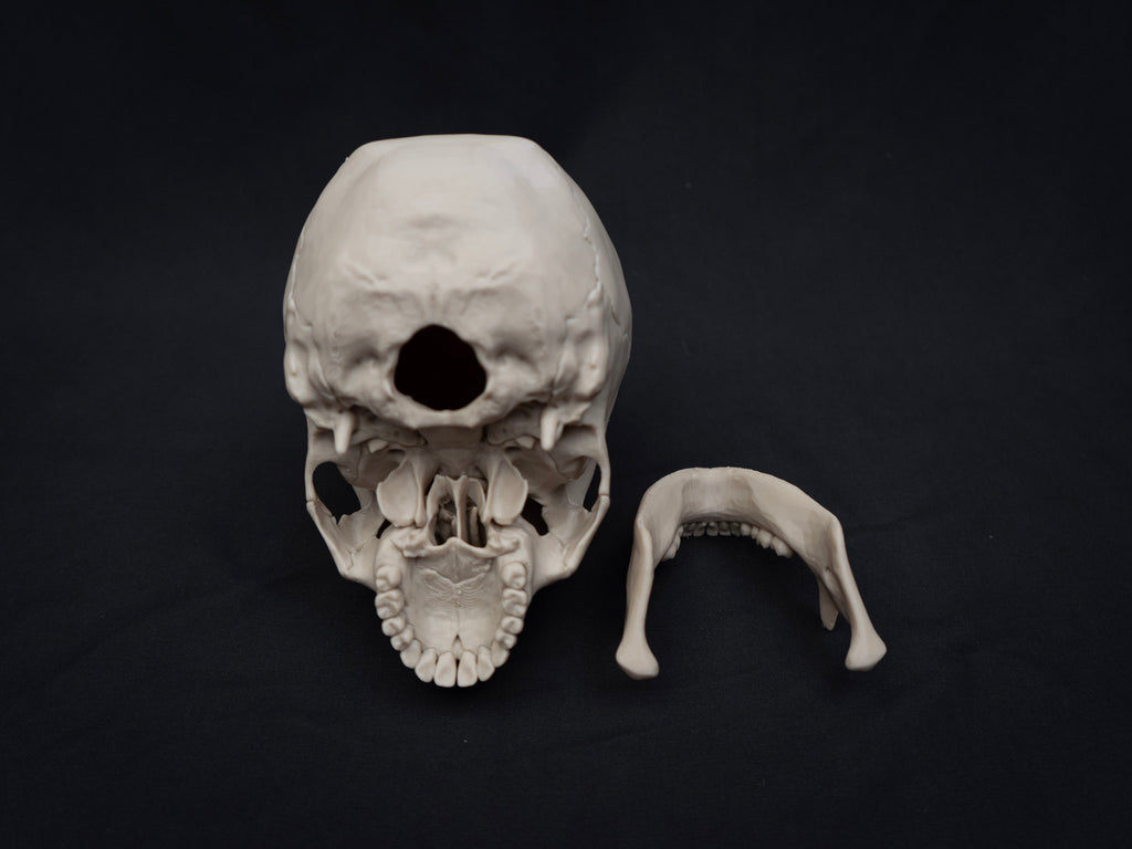 Life Size Human Skull Replica – Realistic 3D Printed Bone Model for Display