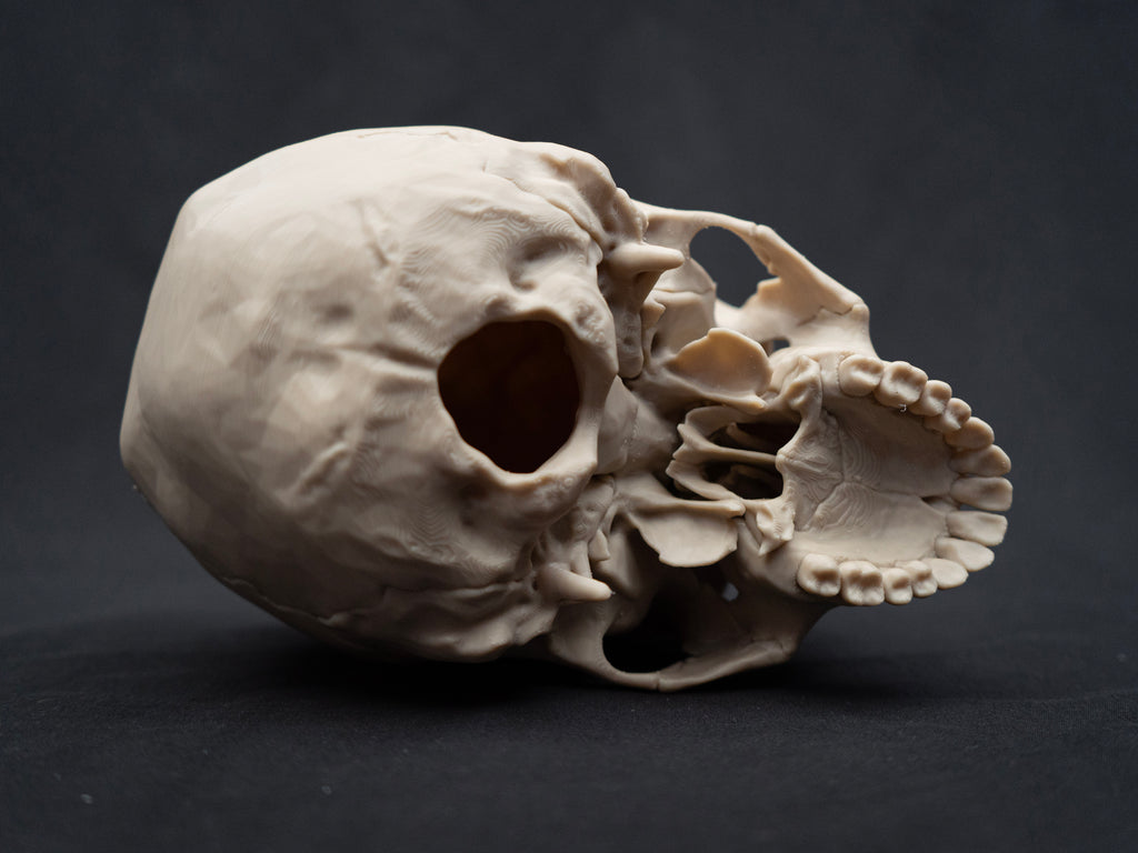 Life Size Human Skull Replica – Realistic 3D Printed Bone Model for Display