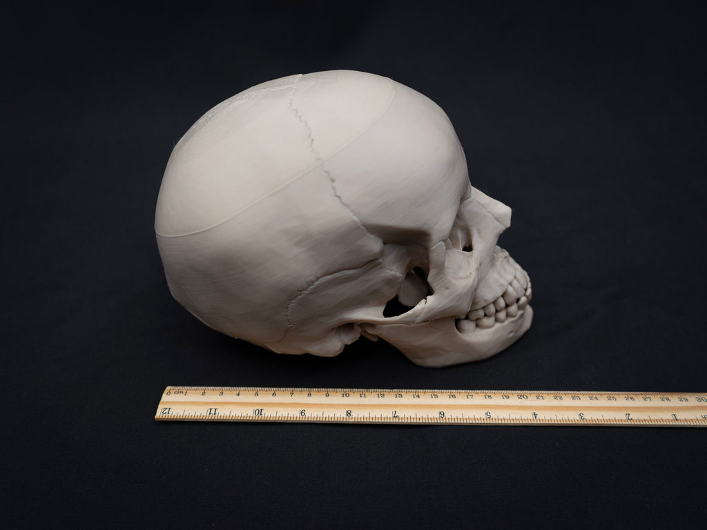 Life Size Human Skull Replica – Realistic 3D Printed Bone Model for Display