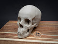 Life Size Human Skull Replica – Realistic 3D Printed Bone Model for Display