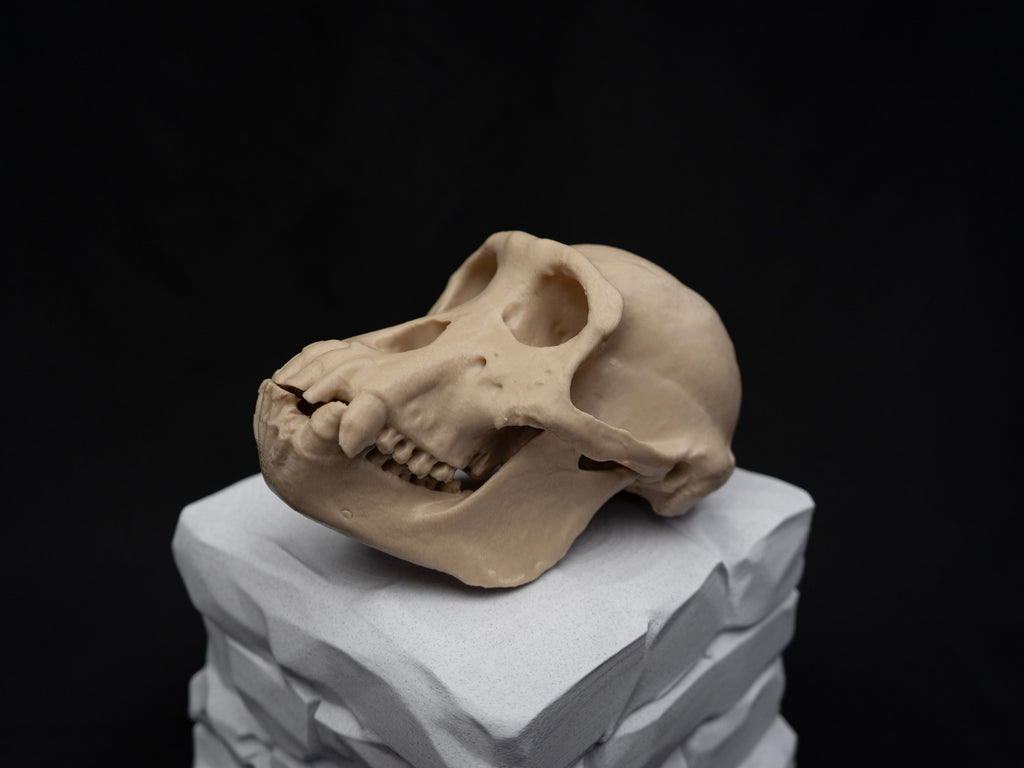 Life Size Chimp (Chimpanzee) Skull Replica – Realistic 3D Printed Bone Model