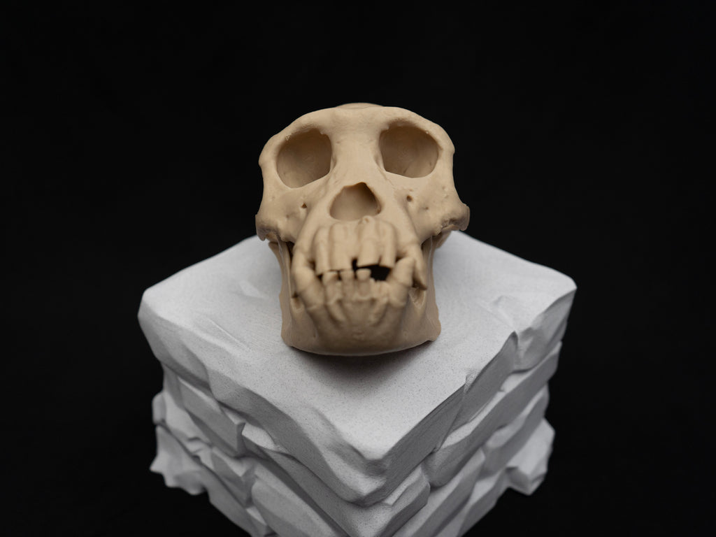 Life Size Chimp (Chimpanzee) Skull Replica – Realistic 3D Printed Bone Model