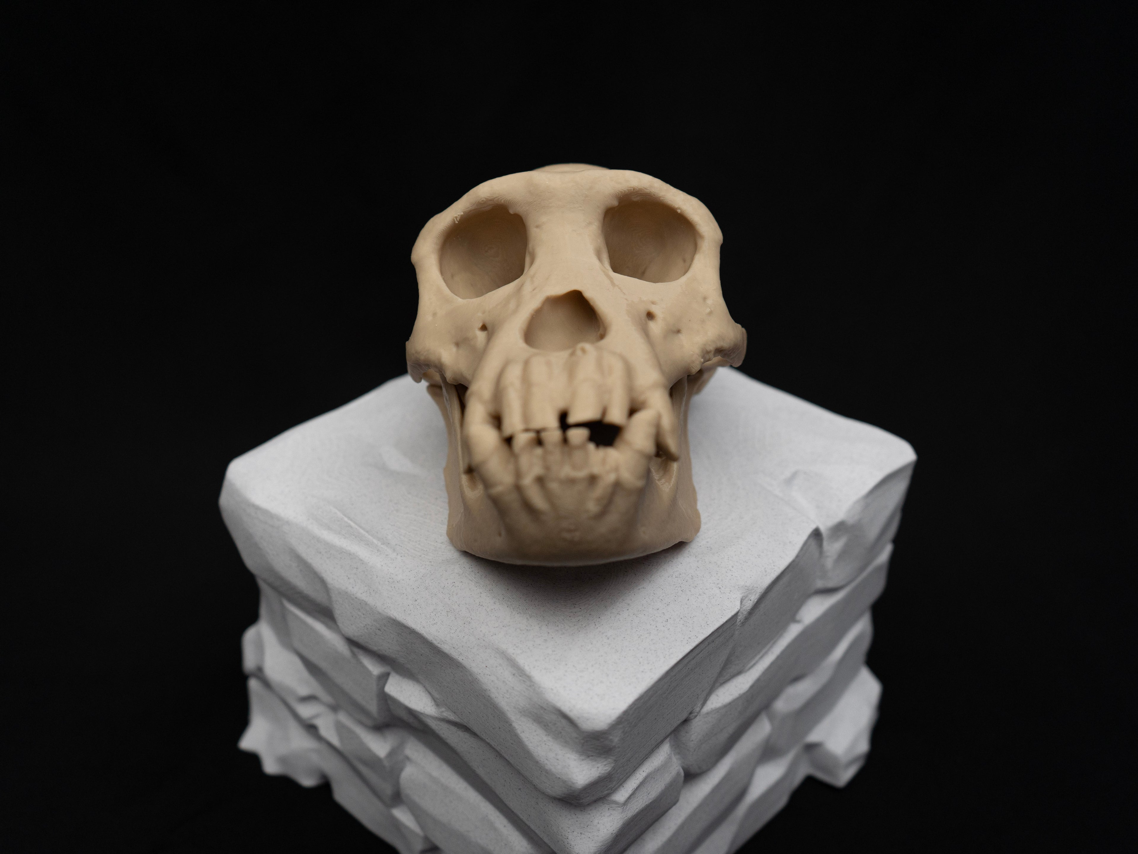 Life Size Chimp (Chimpanzee) Skull Replica – Realistic 3D Printed Bone Model