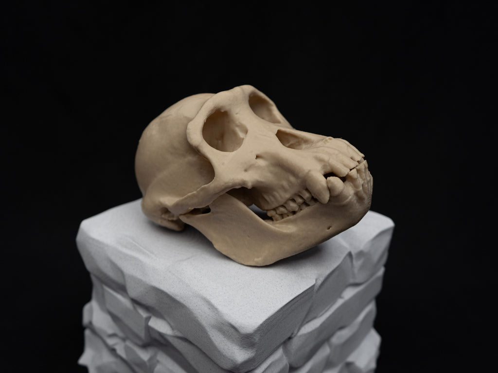 Life Size Chimp (Chimpanzee) Skull Replica – Realistic 3D Printed Bone Model