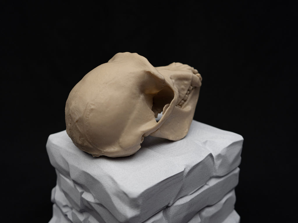Life Size Chimp (Chimpanzee) Skull Replica – Realistic 3D Printed Bone Model
