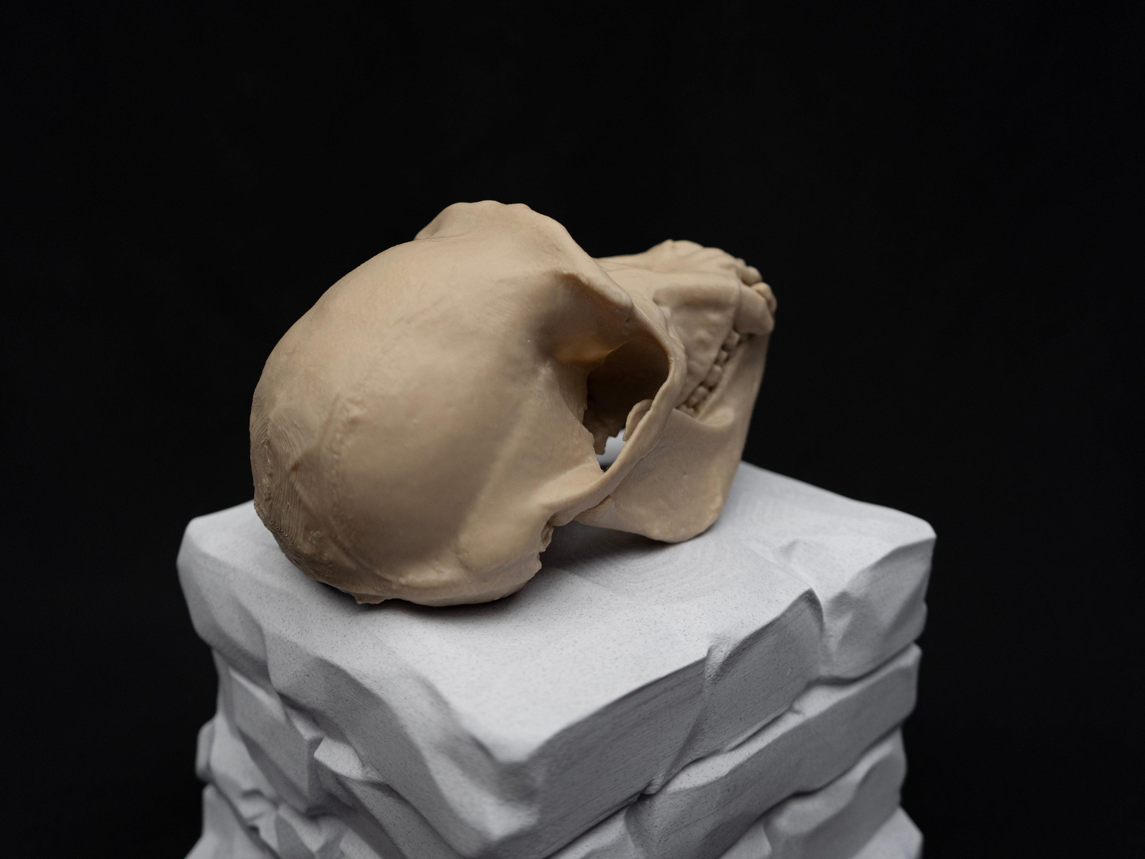 Life Size Chimp (Chimpanzee) Skull Replica – Realistic 3D Printed Bone Model