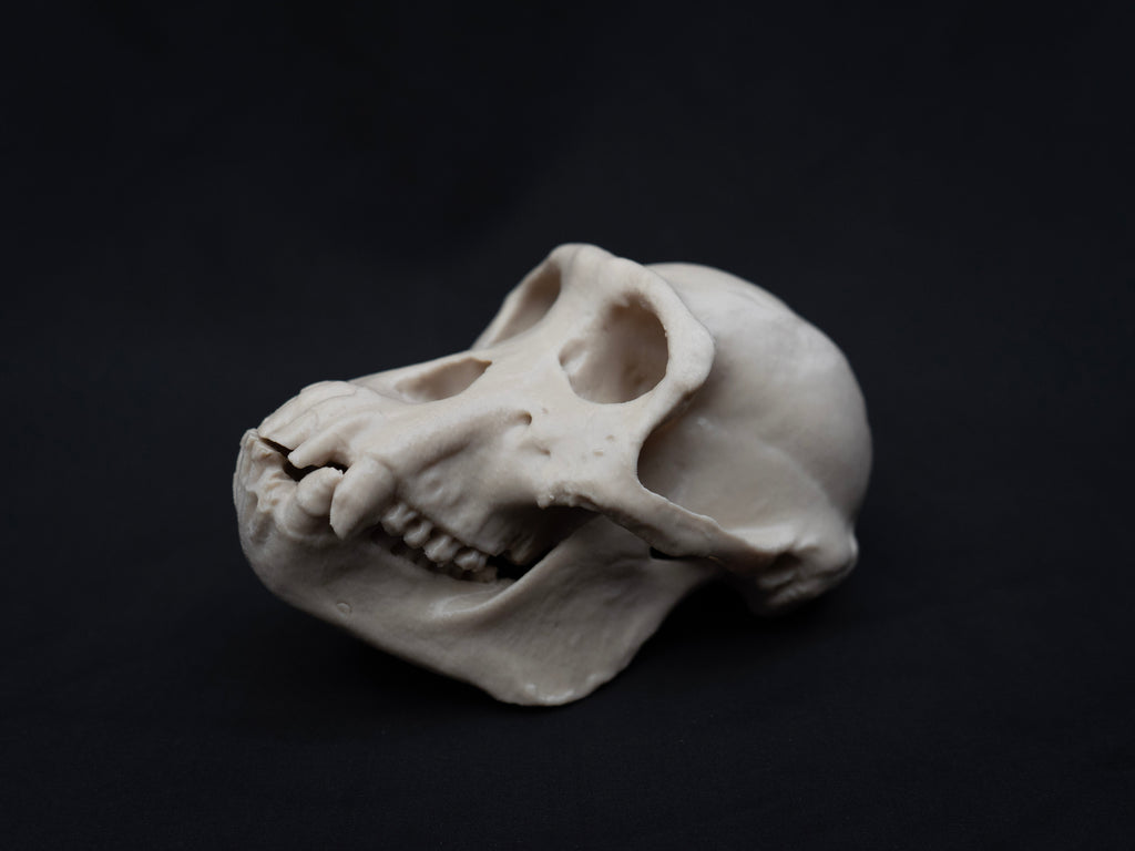 Life Size Chimp (Chimpanzee) Skull Replica – Realistic 3D Printed Bone Model