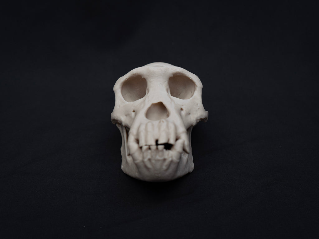 Life Size Chimp (Chimpanzee) Skull Replica – Realistic 3D Printed Bone Model
