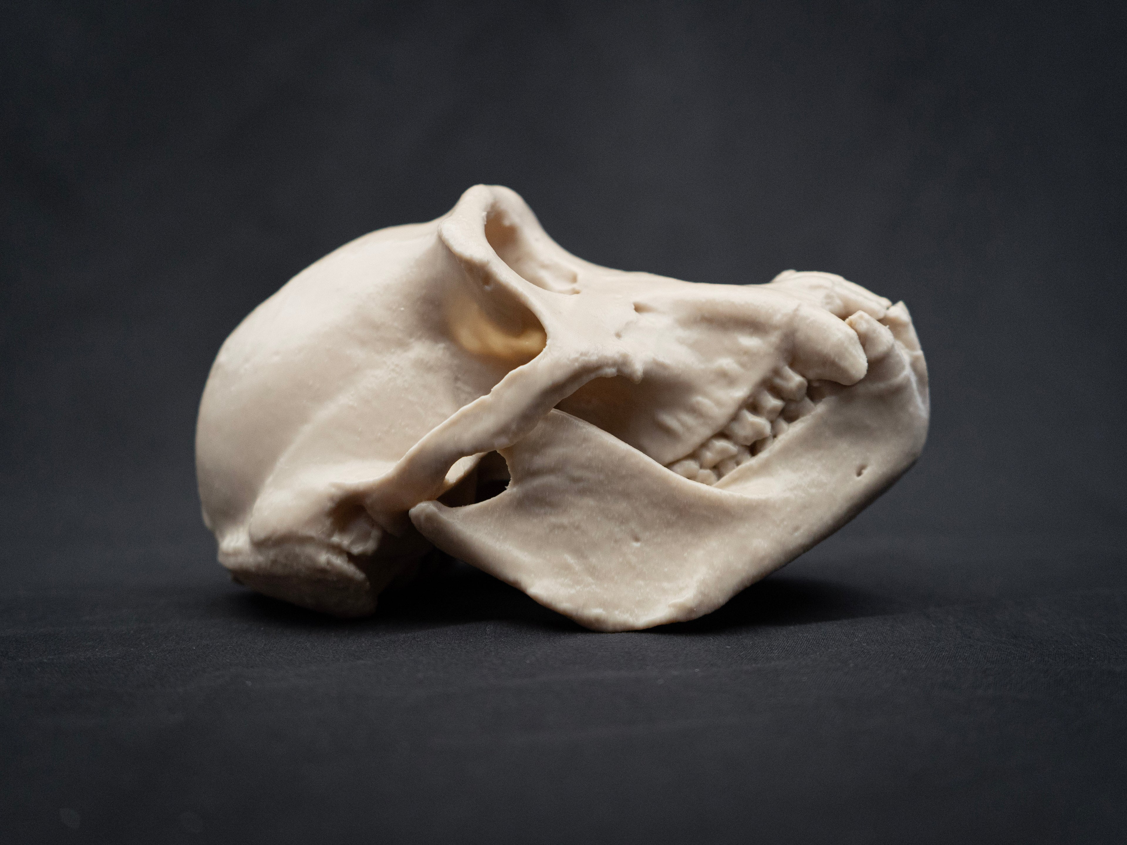 Life Size Chimp (Chimpanzee) Skull Replica – Realistic 3D Printed Bone Model