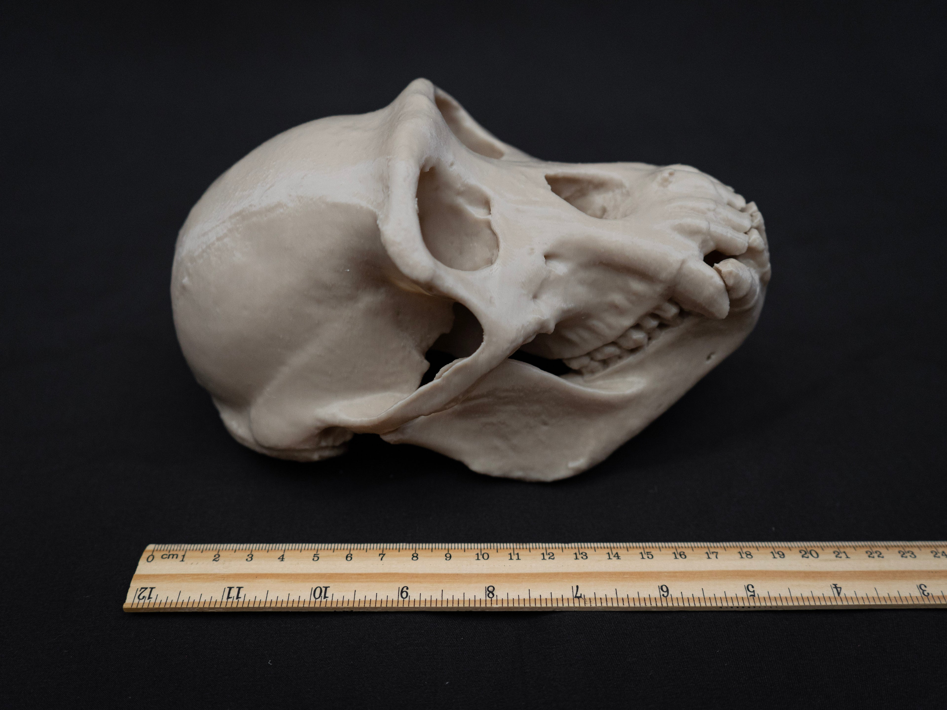 Life Size Chimp (Chimpanzee) Skull Replica – Realistic 3D Printed Bone Model