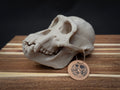 Life Size Chimp (Chimpanzee) Skull Replica – Realistic 3D Printed Bone Model