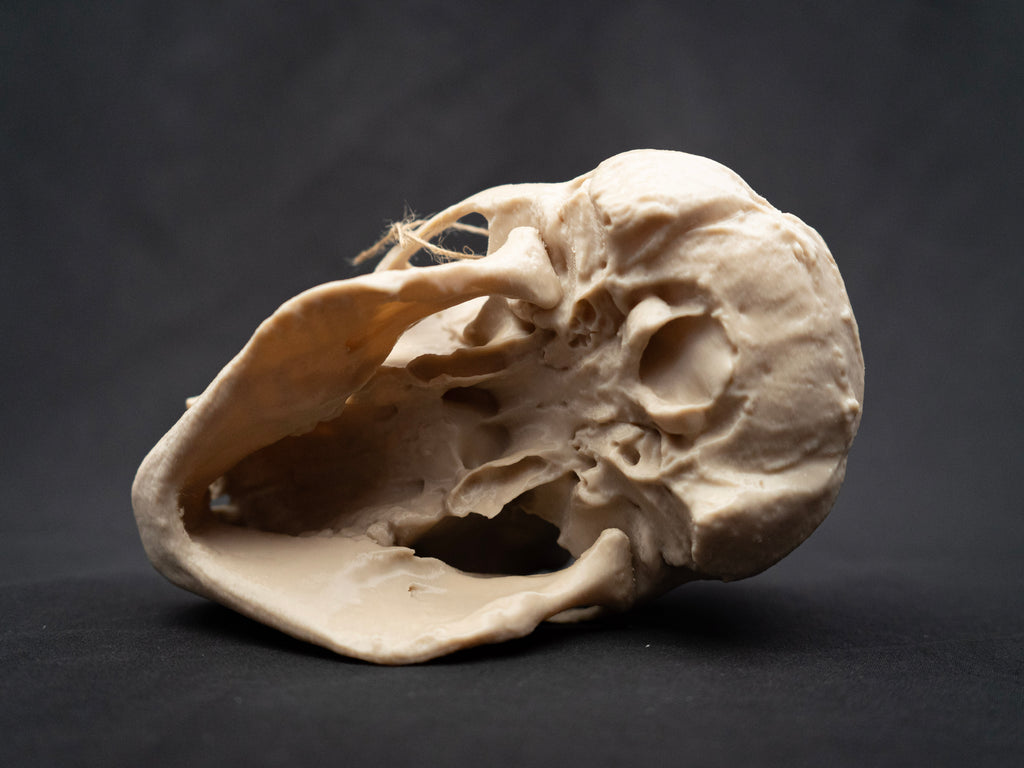 Life Size Chimp (Chimpanzee) Skull Replica – Realistic 3D Printed Bone Model