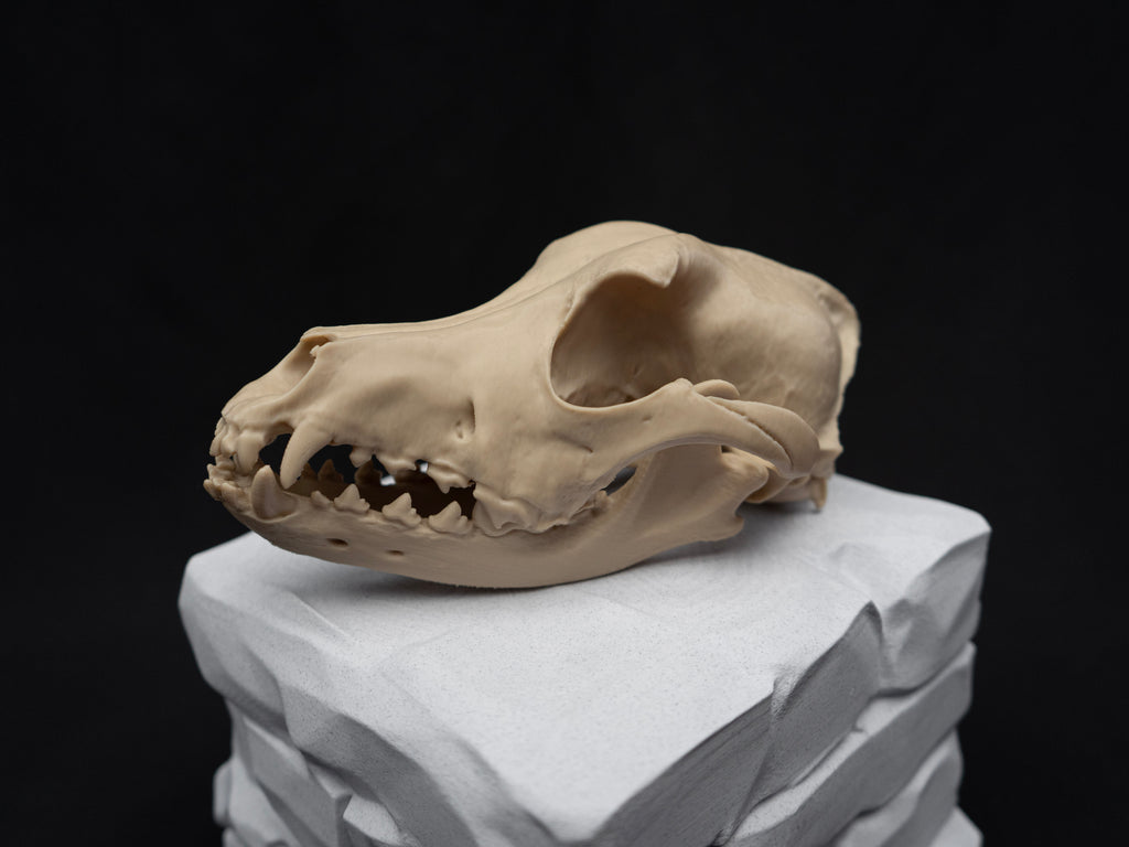 Life Size German Shepherd Skull Replica – Realistic 3D Printed Dog Bone Model