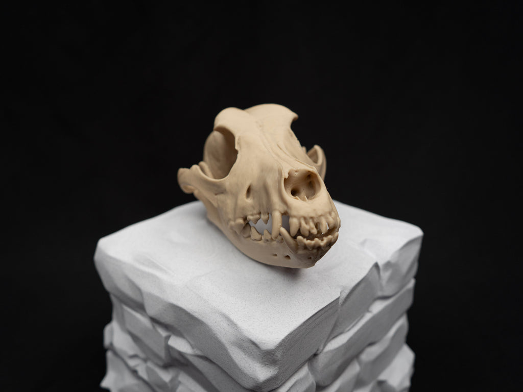Life Size German Shepherd Skull Replica – Realistic 3D Printed Dog Bone Model