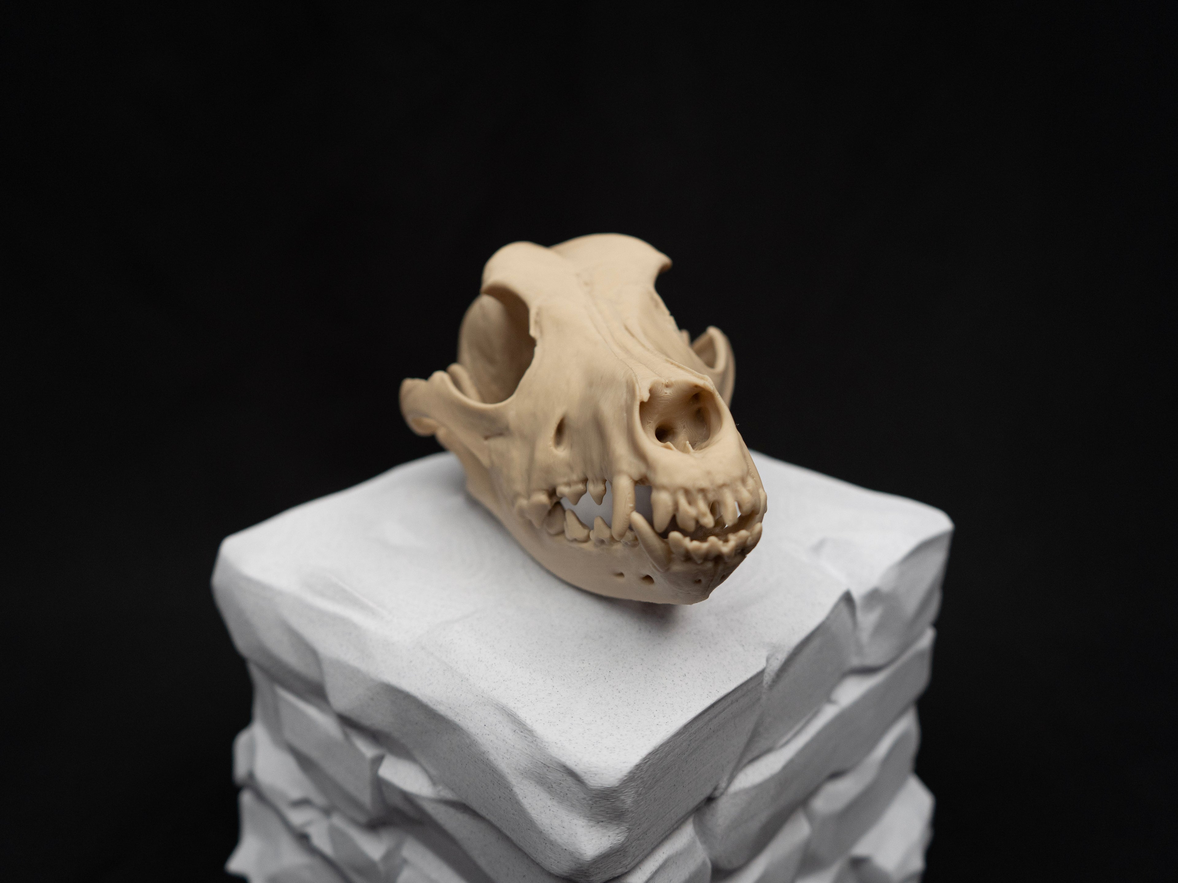 Life Size German Shepherd Skull Replica – Realistic 3D Printed Dog Bone Model